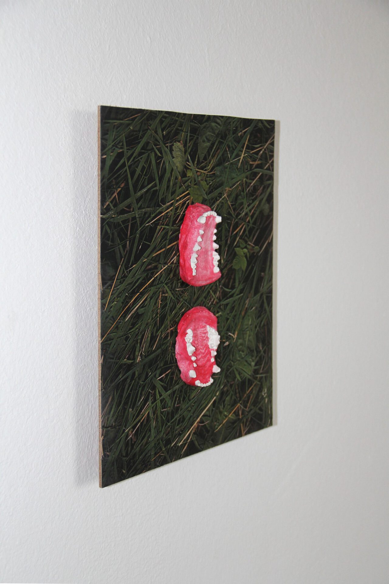 Untitled, 2021, lower and upper jaw of badger (plaster cast), print glued on wood