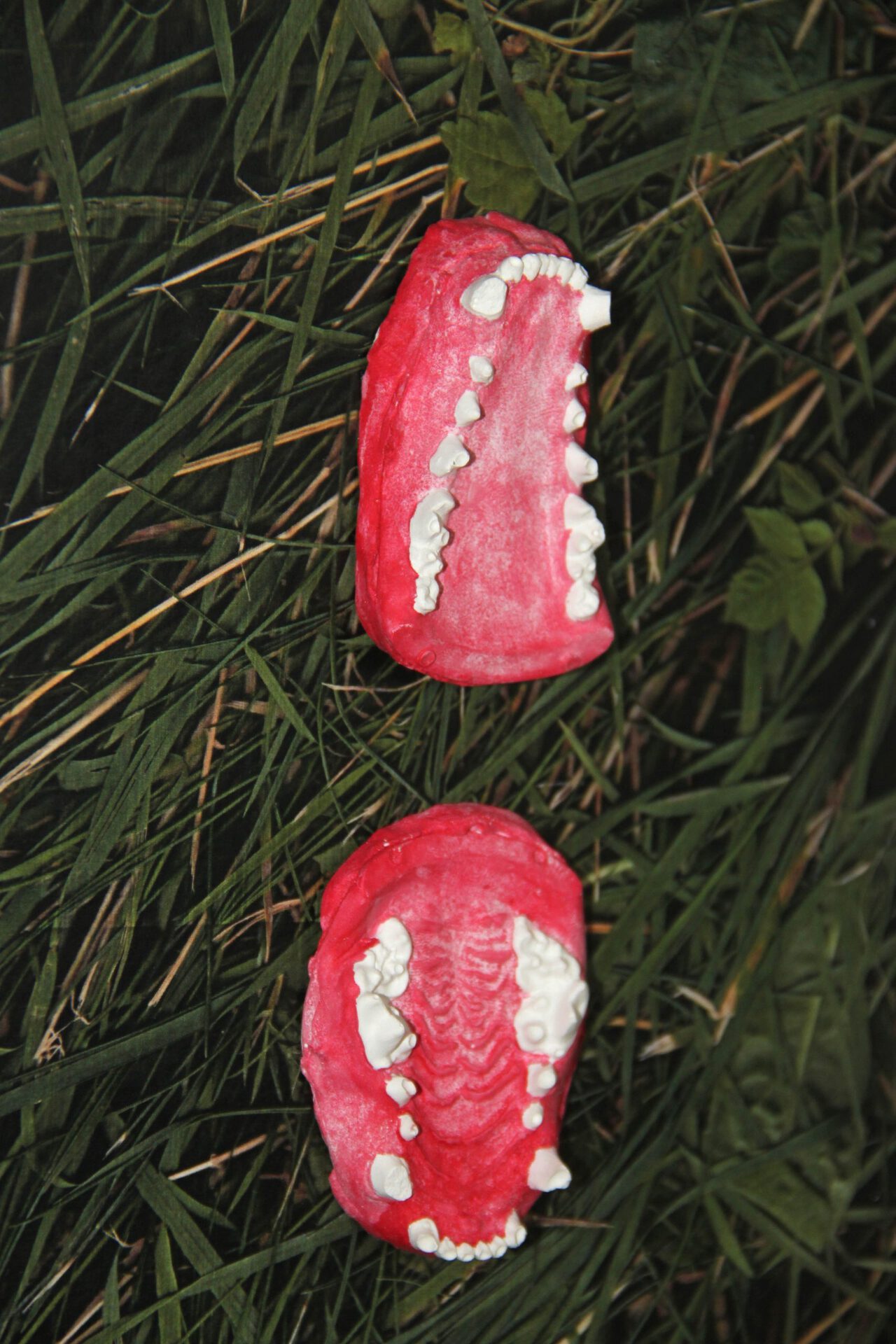 Untitled (detail), 2021, lower and upper jaw of badger (plaster cast), print glued on wood