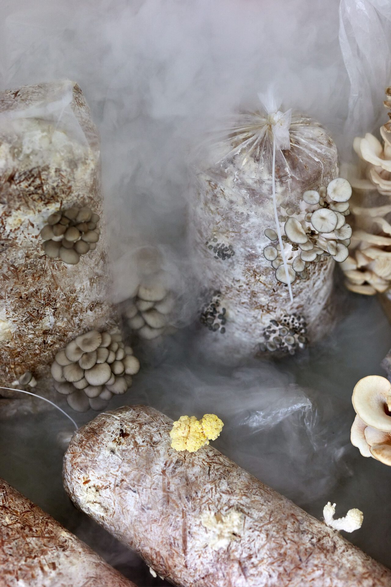 Anca Benera & Arnold Estefán: The Visible Manifestations of Invisible Forces (detail), 2020 | photo: Dávid Biró