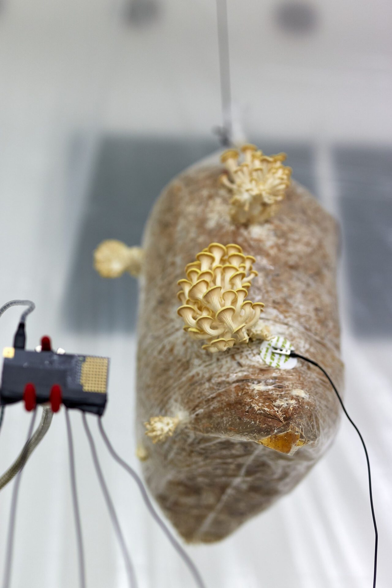 Anca Benera & Arnold Estefán: The Visible Manifestations of Invisible Forces (detail), 2020 | photo: Dávid Biró