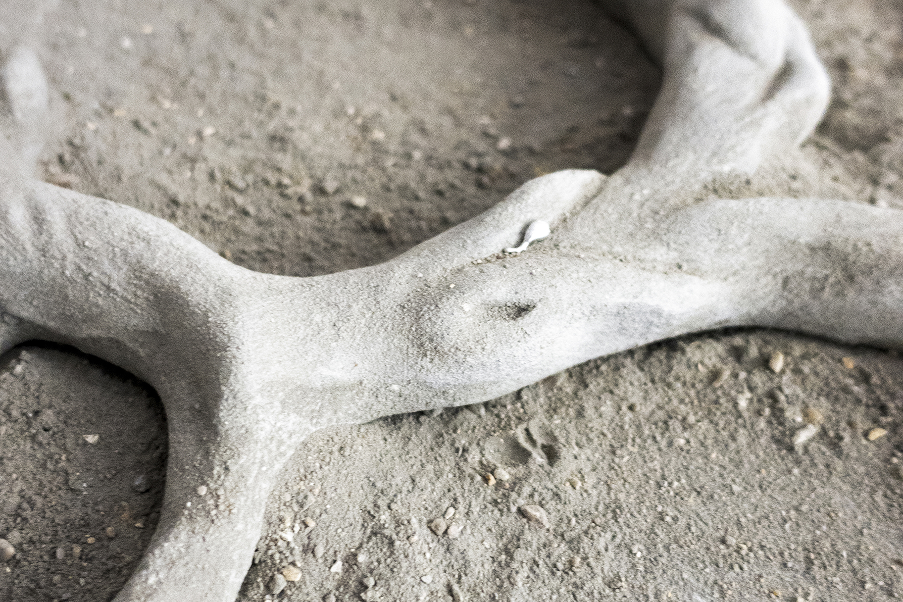 Central Root, 2021, detail, concrete, steel, 80 x 97 x 5 cm, Xolo Cuintle (Romy Texier and Valentin Vie Binet)