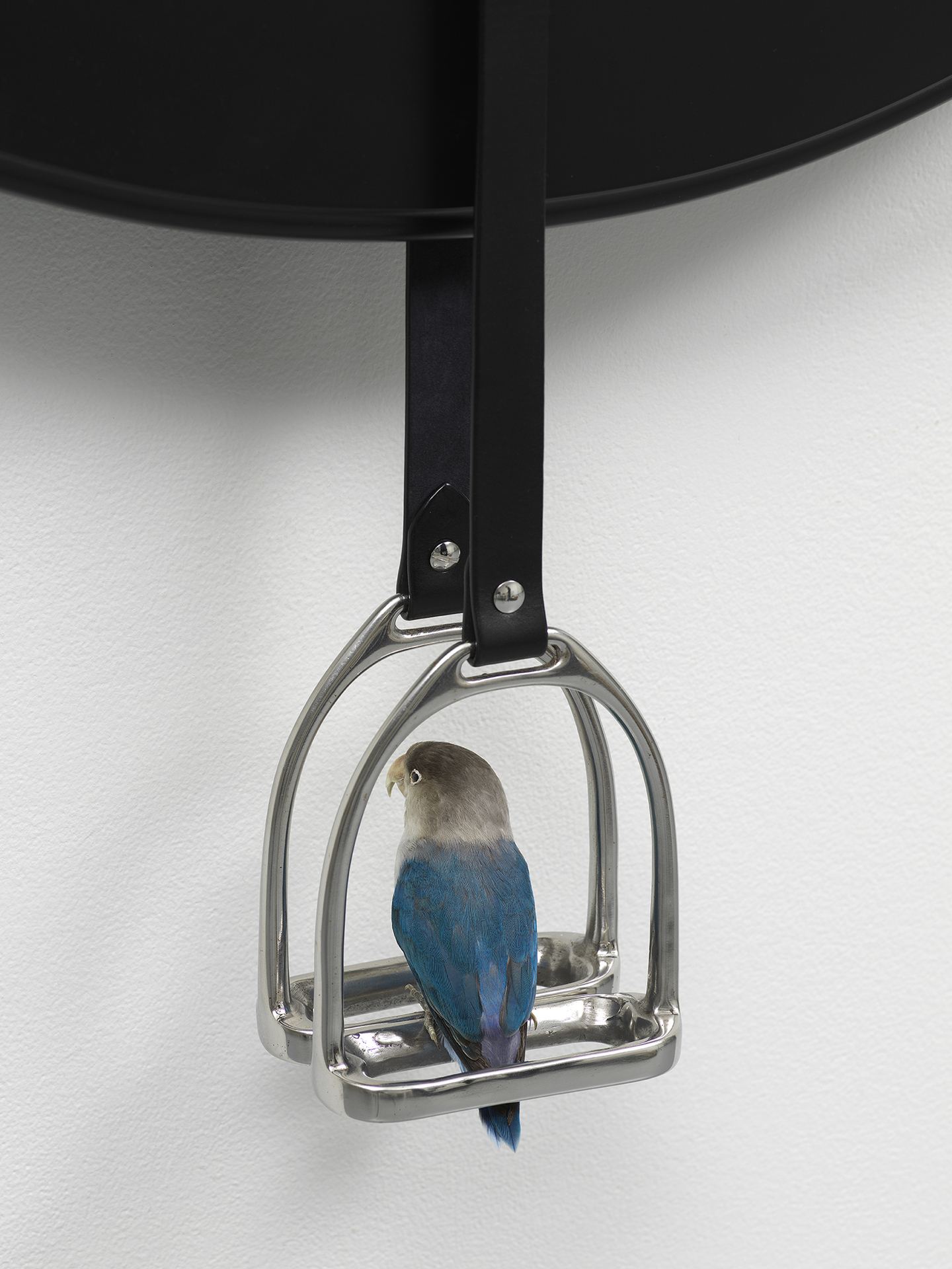 Christine Rebhuhn, Fastest Way to Reach the Shore, detail, 2021, Wood, lacquer, leather, stainless steel, taxidermy lovebird, 35 x 55 x 4 inches.