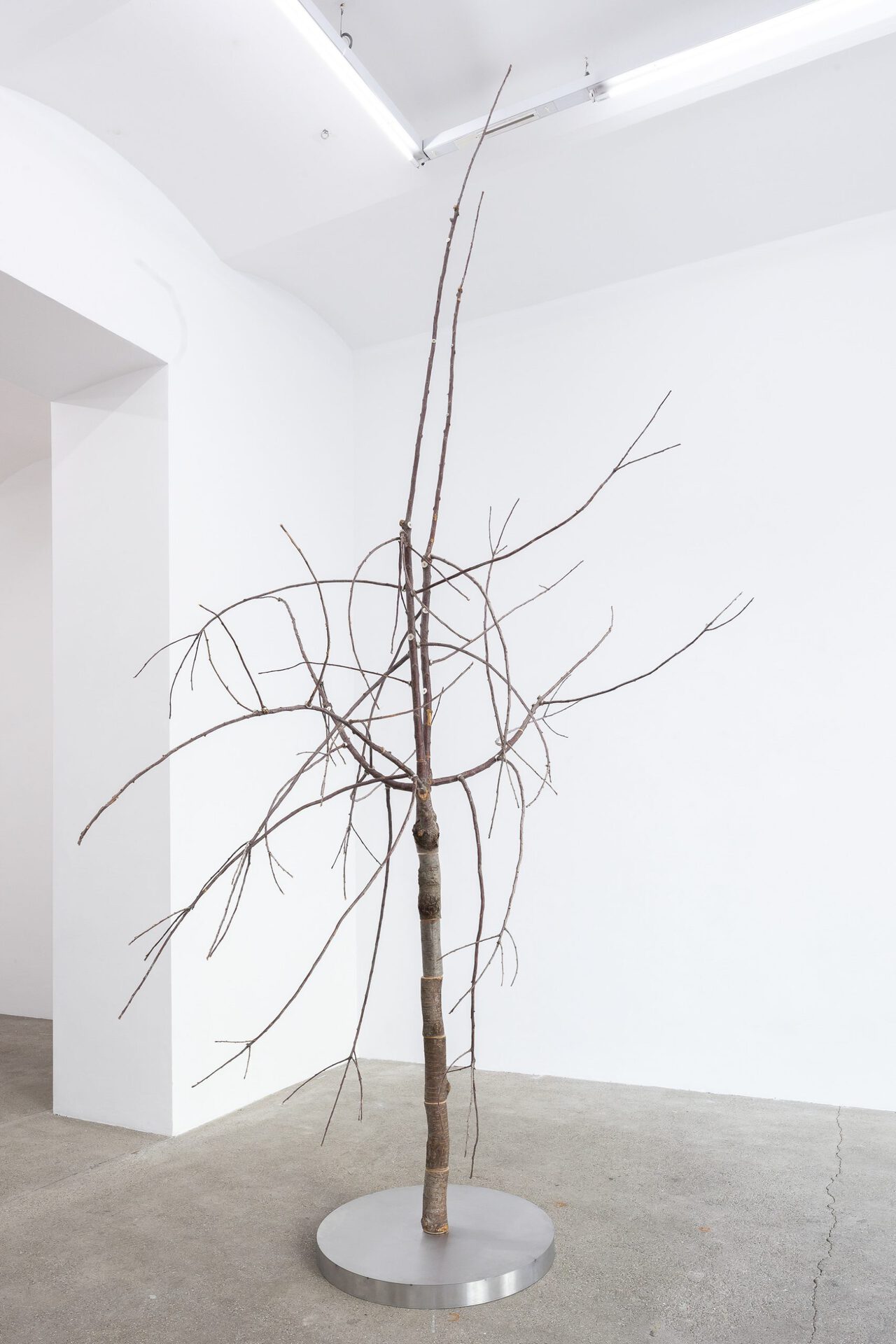 Paul Spendier, "Cherry Tree", 2021, Cherry tree, magnets, threads, stainless steel, variable dimensions
