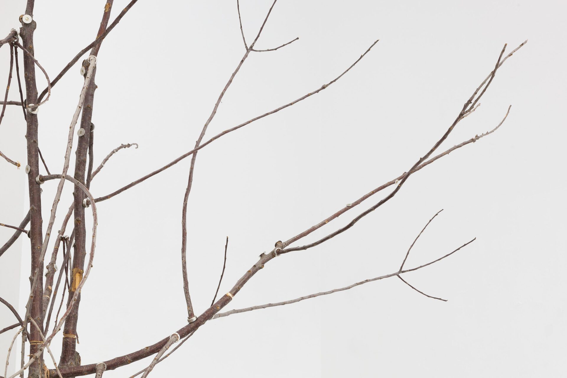 Paul Spendier, "Cherry Tree" (detail shot), 2021, Cherry tree, magnets, threads, stainless steel, variable dimensions