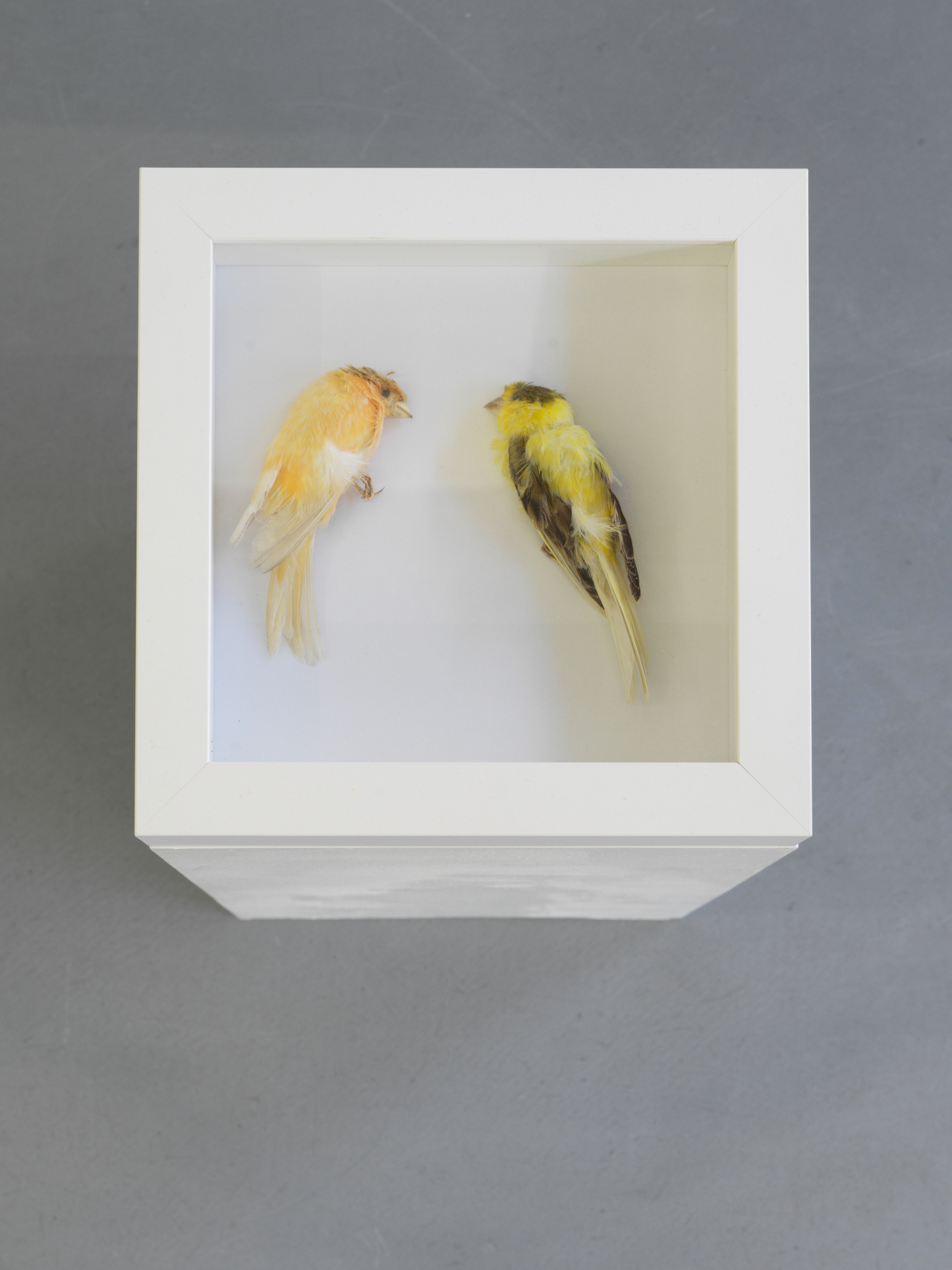 Linda Havenstein, Exercises in macro economics (bad translation), 2017, Quote by Francois Quesnay (Despotisme de la Chine, 1767), wooden letters bought in China for 0,008 EUR/pcs, taxidermied birds, 50 x 150 cm (detail)
