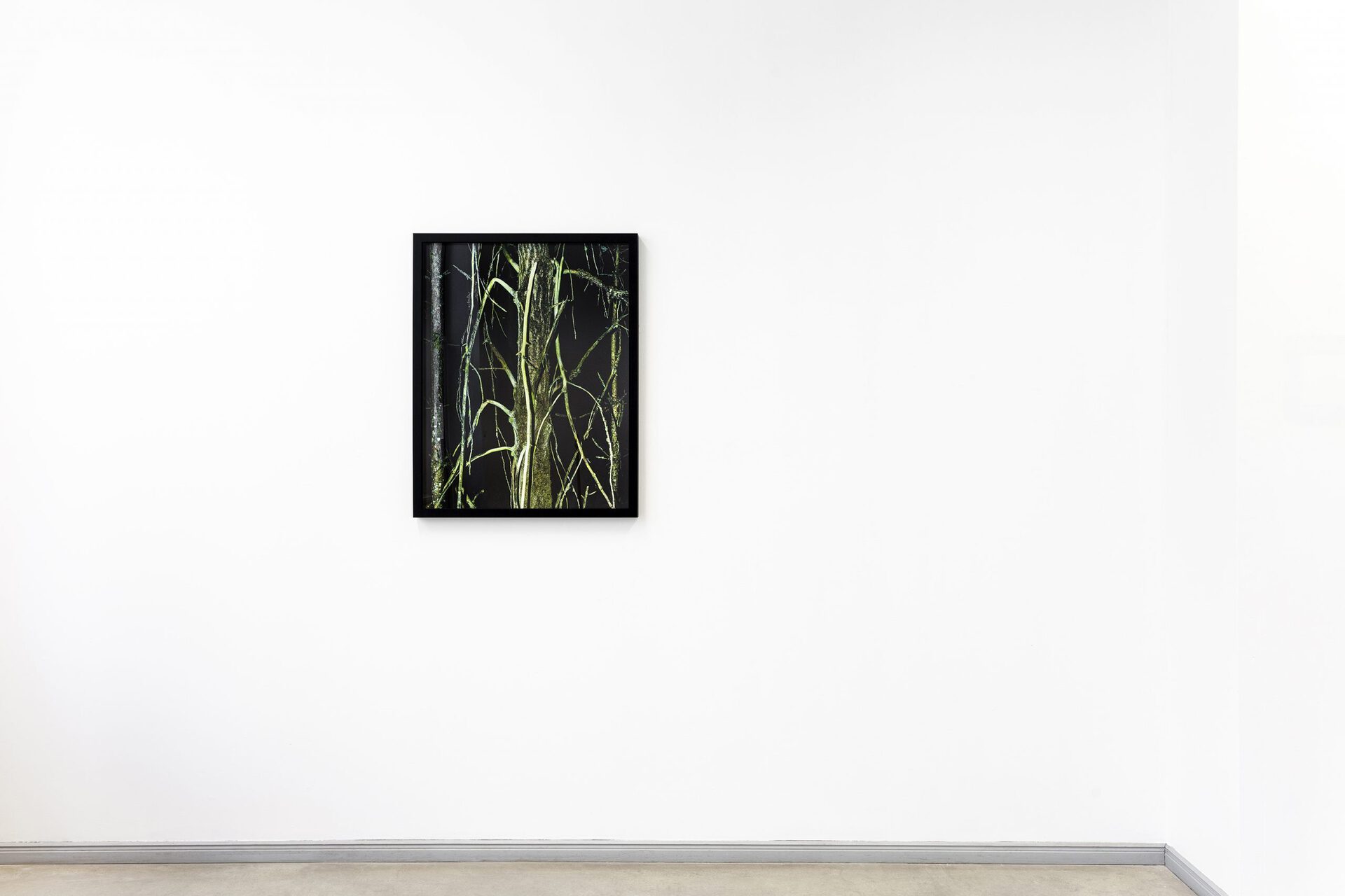 11 Roman-Sten Tõnissoo. Forever Green Is the Tree of Life, 2022, framed pigment print, 70 x 90 cm. Photo by Roman-Sten Tõnissoo