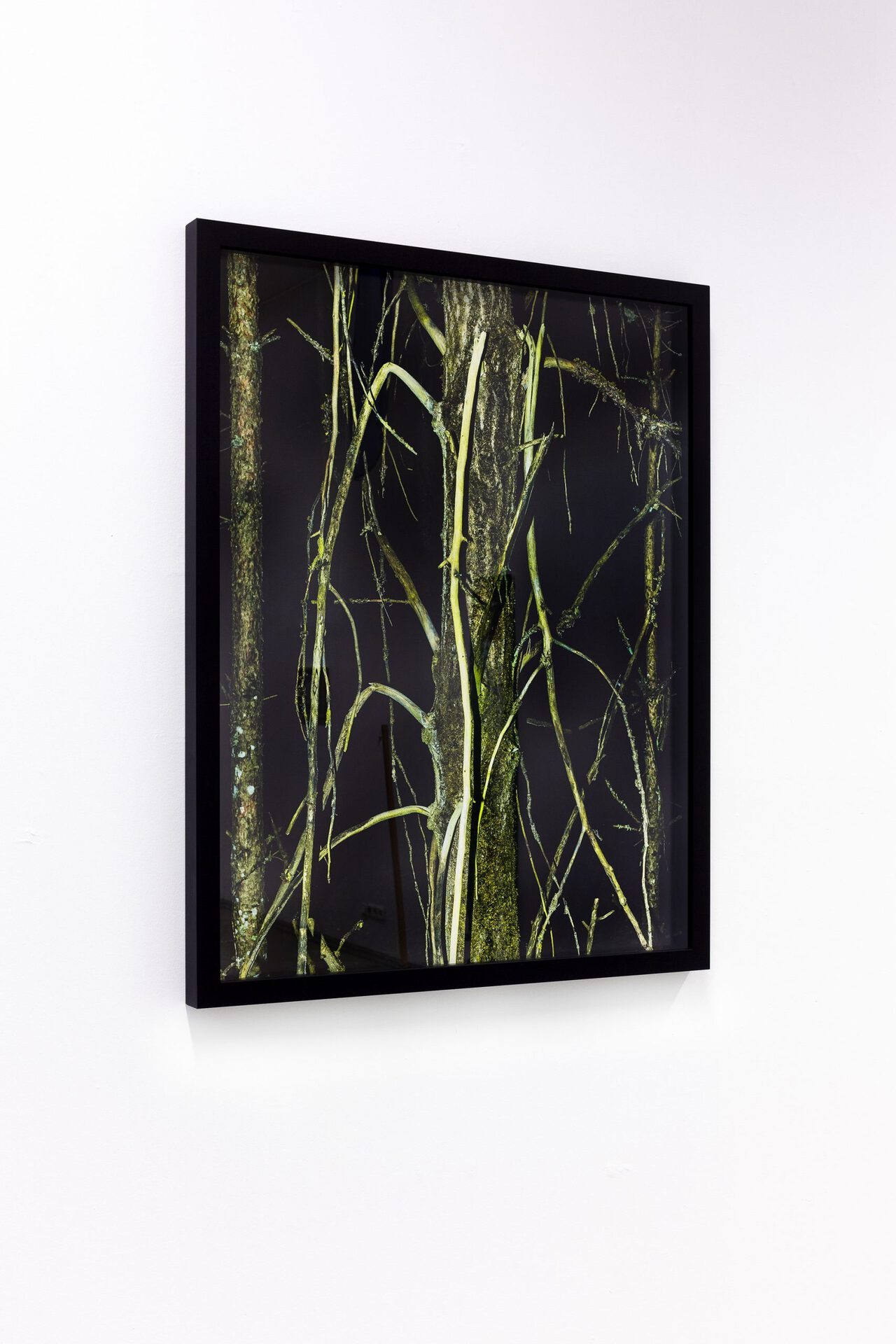 12 Roman-Sten Tõnissoo. Forever Green Is the Tree of Life, 2022, framed pigment print, 70 x 90 cm. Photo by Roman-Sten Tõnissoo