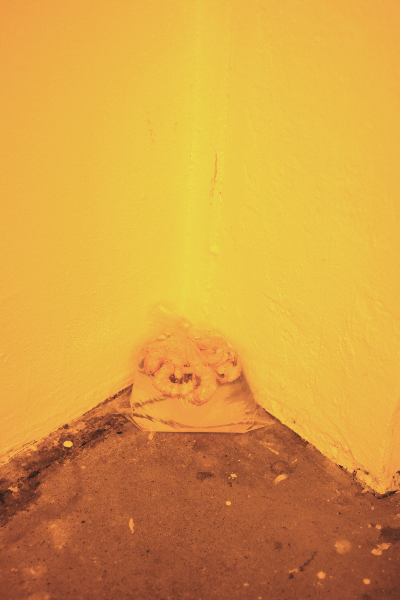 Vanessa Billy Fingers, 2015 Plastic, Water, Plastic Shrimp