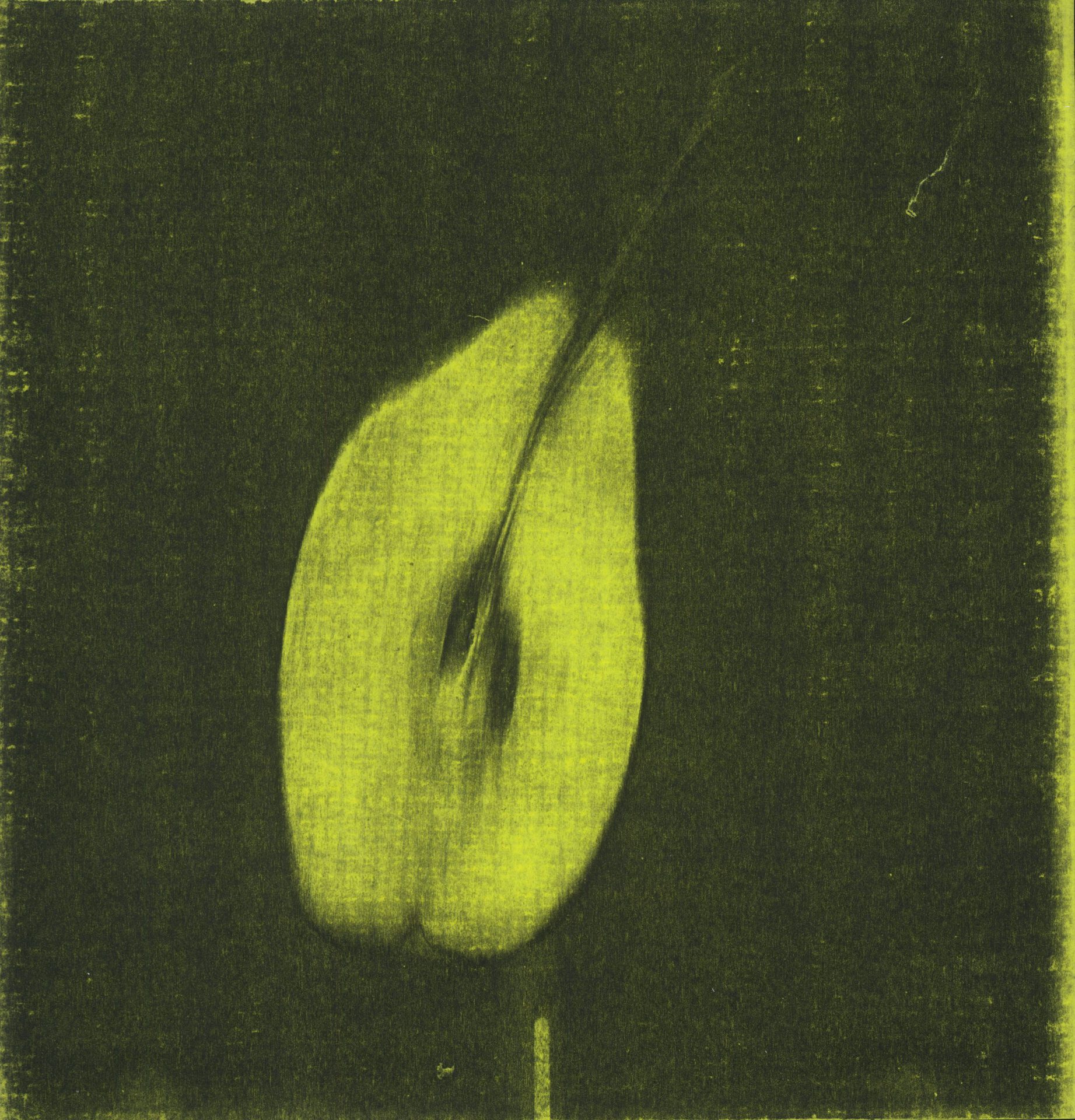 Pati Hill, Untitled (pear), c.1976, photocopy on green paper, 23 x 21,7 cm