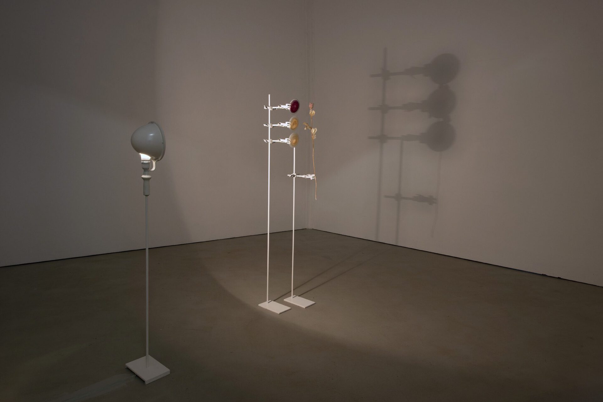 Elsa Salonen, Study of Eternal Cycle, a bleached rose and its distilled colours, glass, metal, light 2014, dimensions variable
