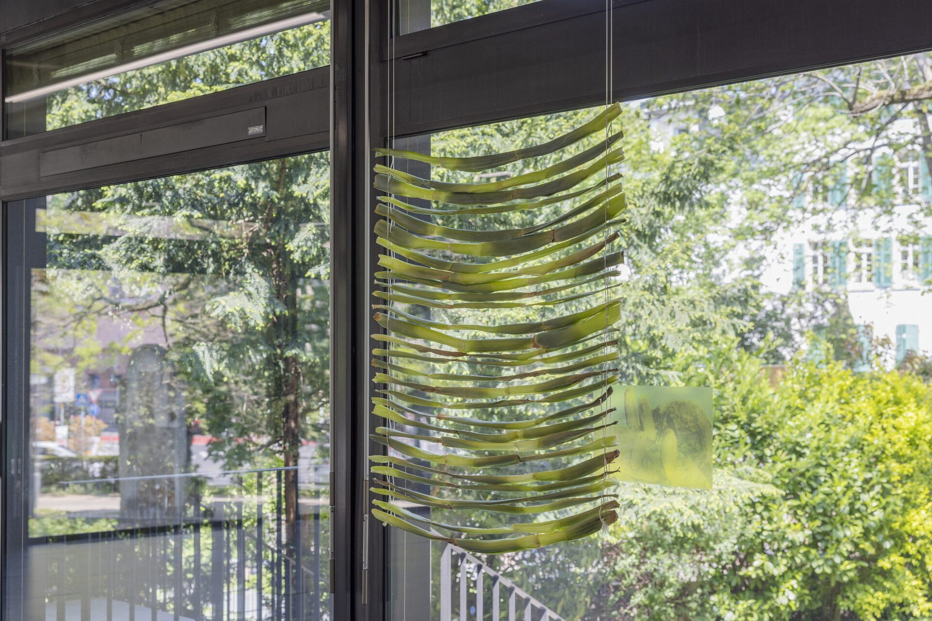 Anna Pezzoli, Jalousie. Prototype 1, 2022, leek leaves, metal wire, thread, reinforcement ring, dimensions variable.