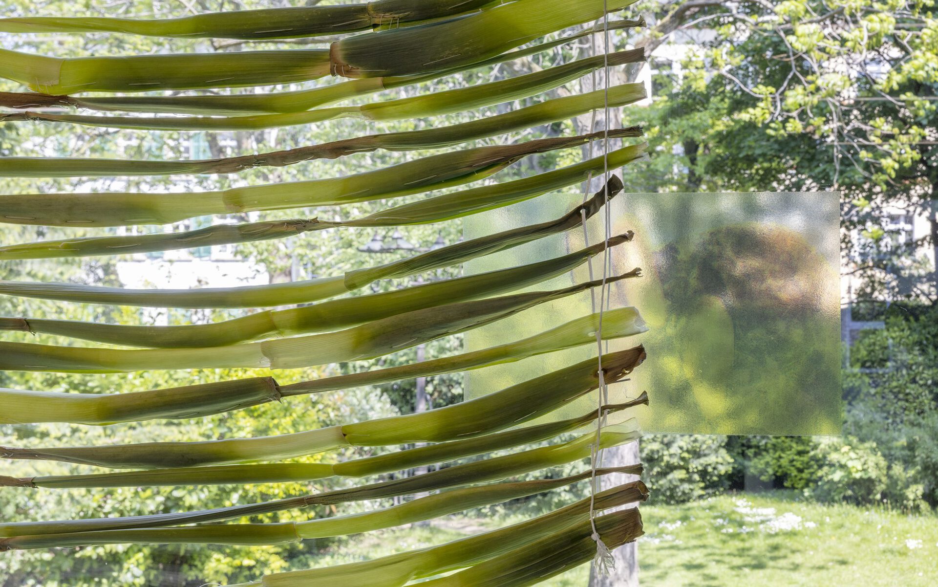 Anna Pezzoli, Jalousie. Prototype 1 (detail), 2022, leek leaves, metal wire, thread, reinforcement ring, dimensions variable.