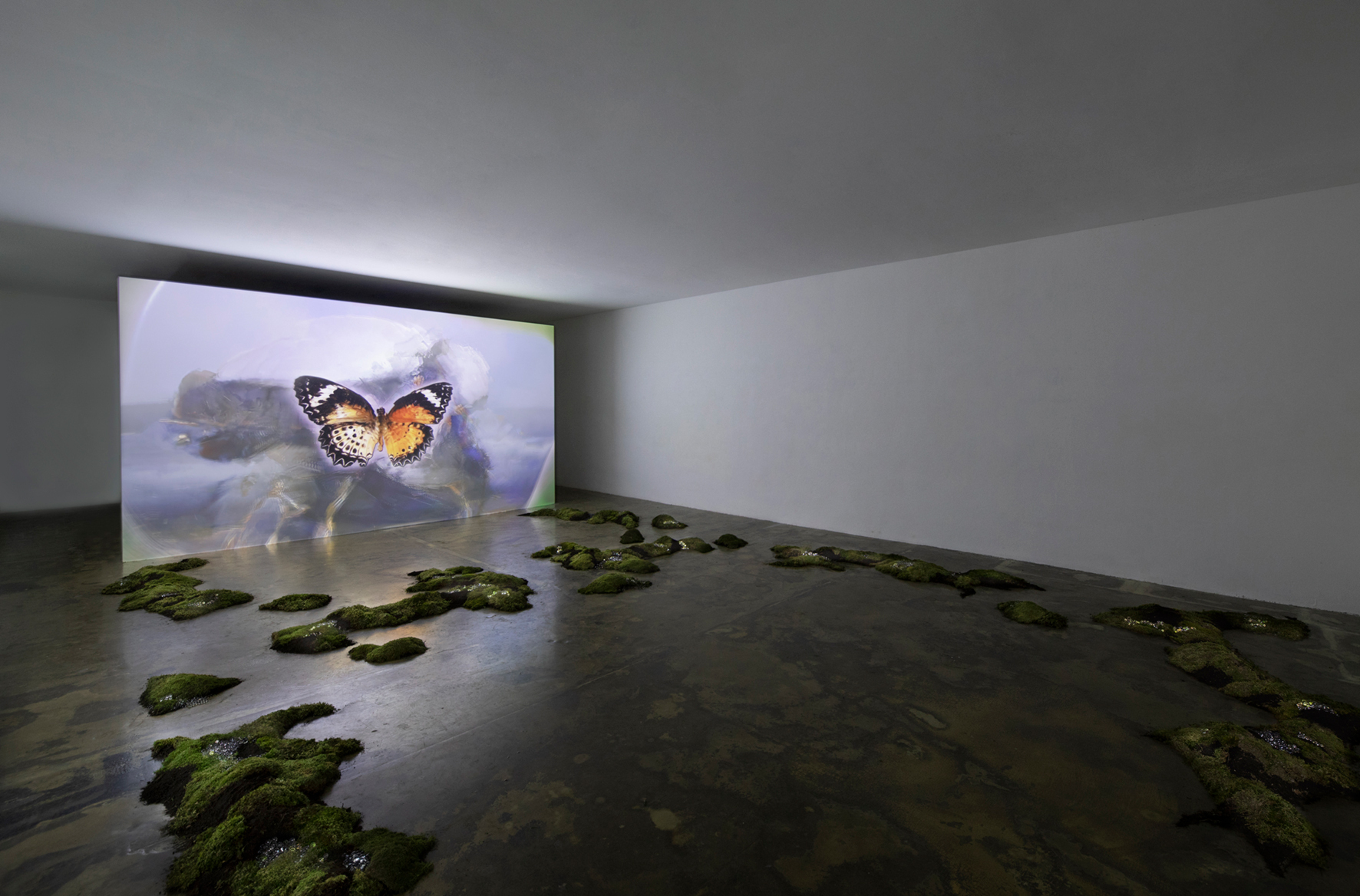 Lena Kuzmich, CHIMERA, 2022, video installation