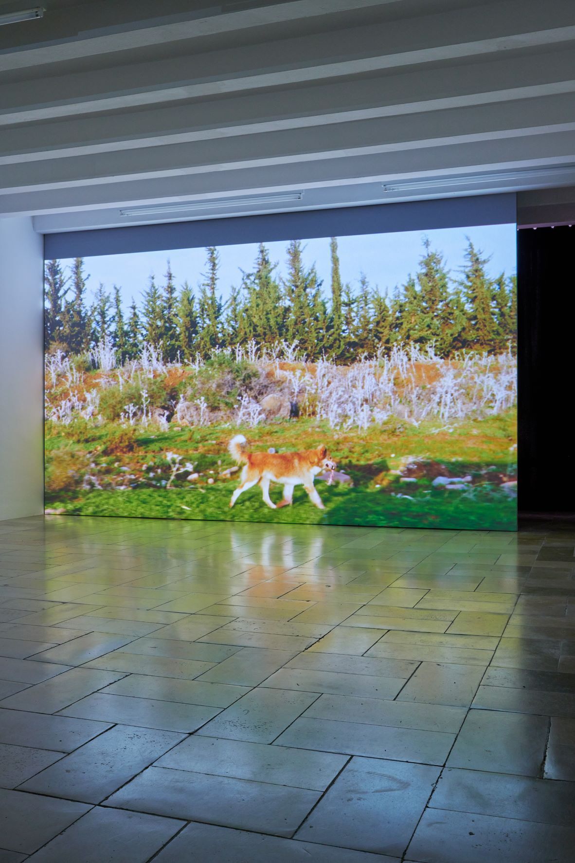 Dala Nasser: Red in Tooth, 2021. Single channel video, color with sound, 20 min. Kölnischer Kunstverein, 2022. Courtesy: the artist and Deborah Schamoni. Photo: Mareike Tocha.
