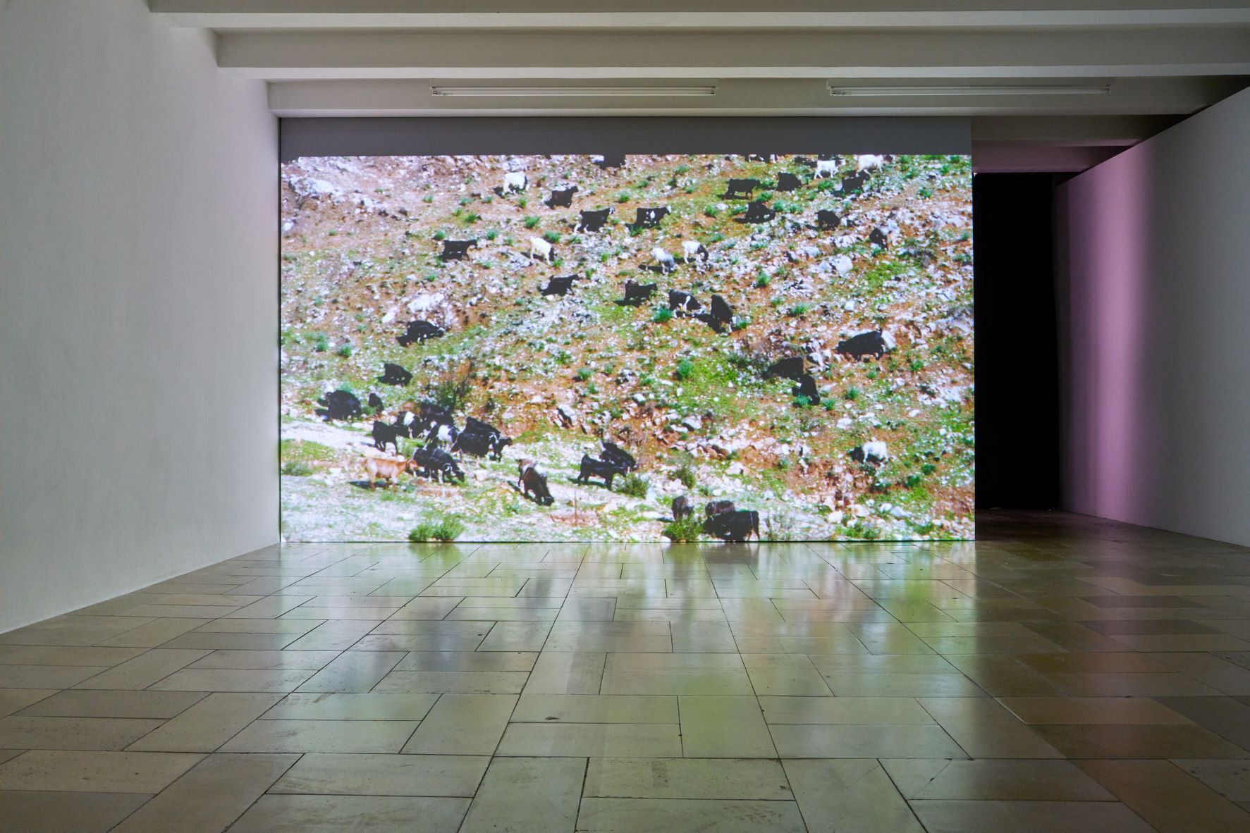 Dala Nasser: Red in Tooth, 2021. Single channel video, color with sound, 20 min. Kölnischer Kunstverein, 2022. Courtesy: the artist and Deborah Schamoni. Photo: Mareike Tocha.