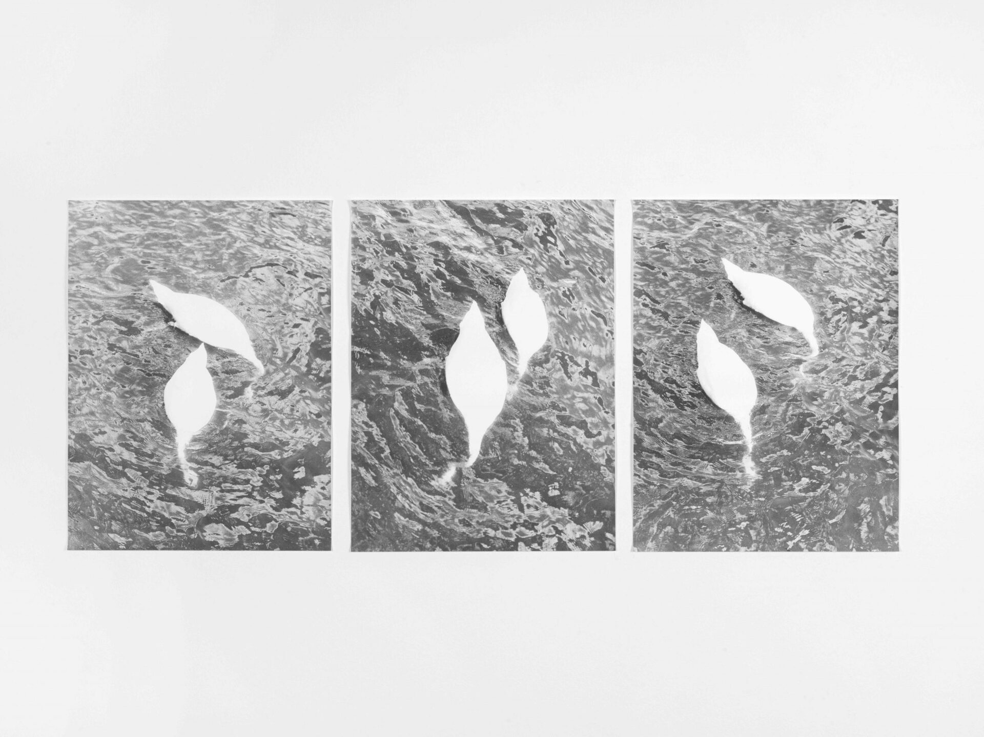 Jochen Lempert, Swans (Stockholm), 2019, © Jochen Lempert/VG Bild-Kunst, Bonn 2022 Courtesy BQ, Berlin und ProjecteSD, Barcelona