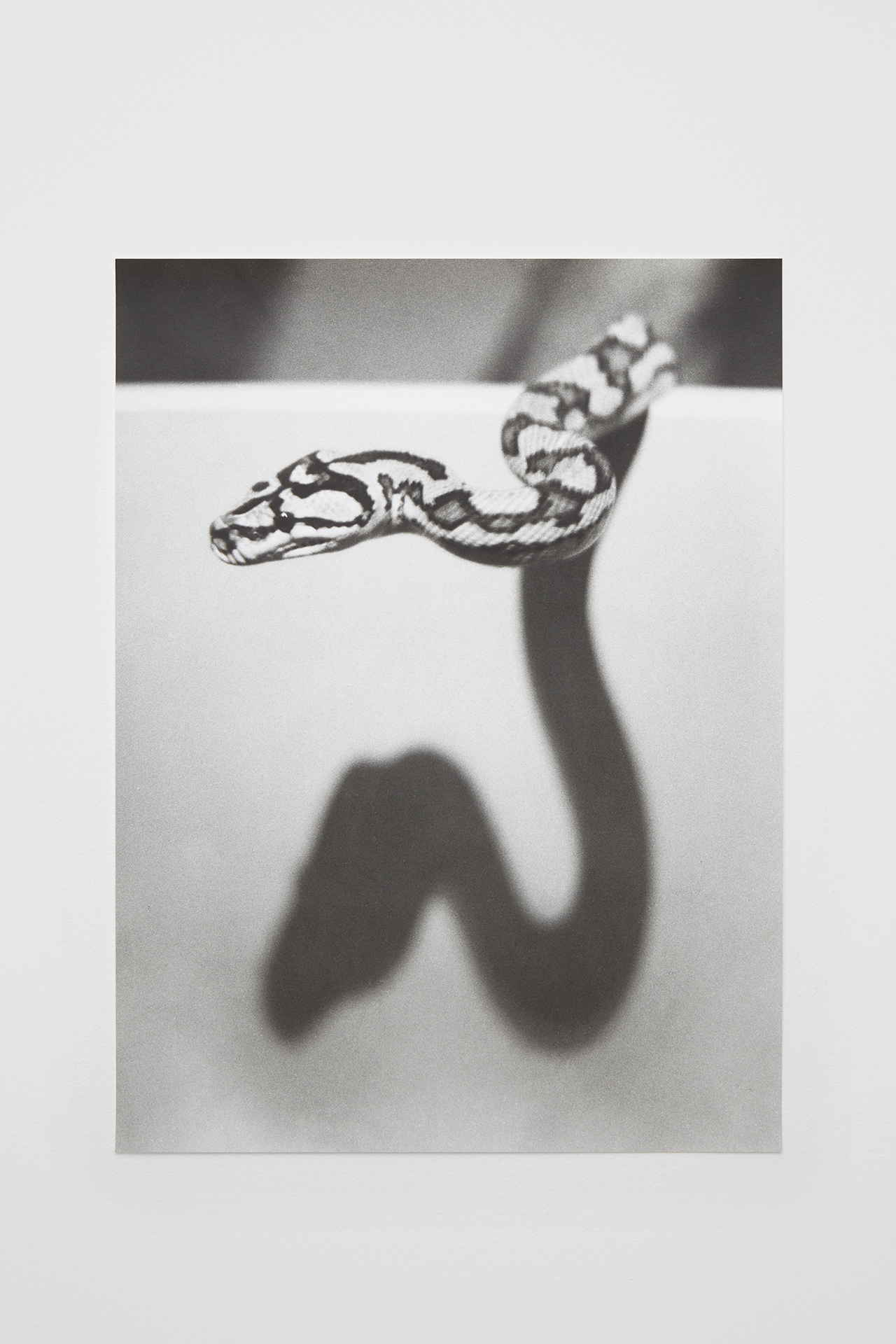 Jochen Lempert, „Schatten/ Schlange“, 2022, Silver gelatin print, 38 x 28.3 cm