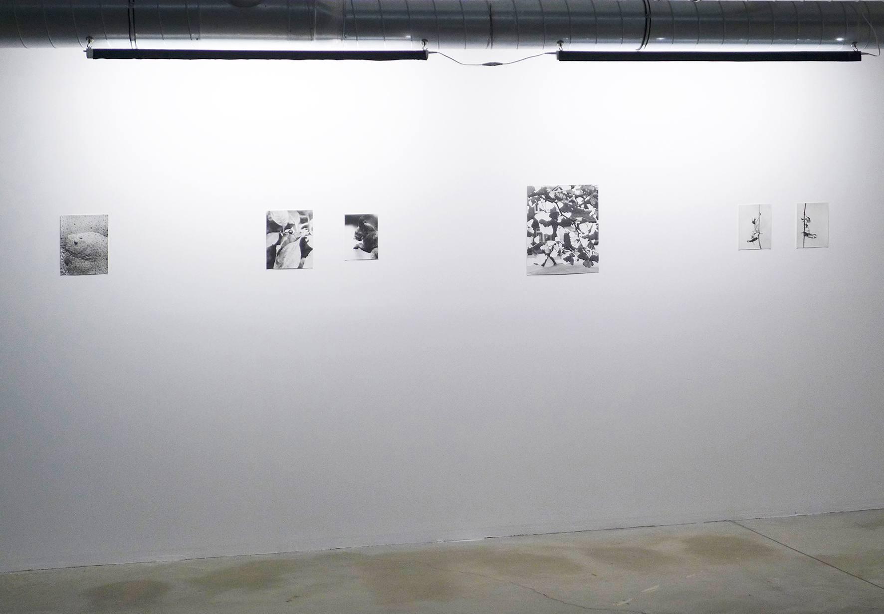 Jochen Lempert, gelatine silver prints, installation view