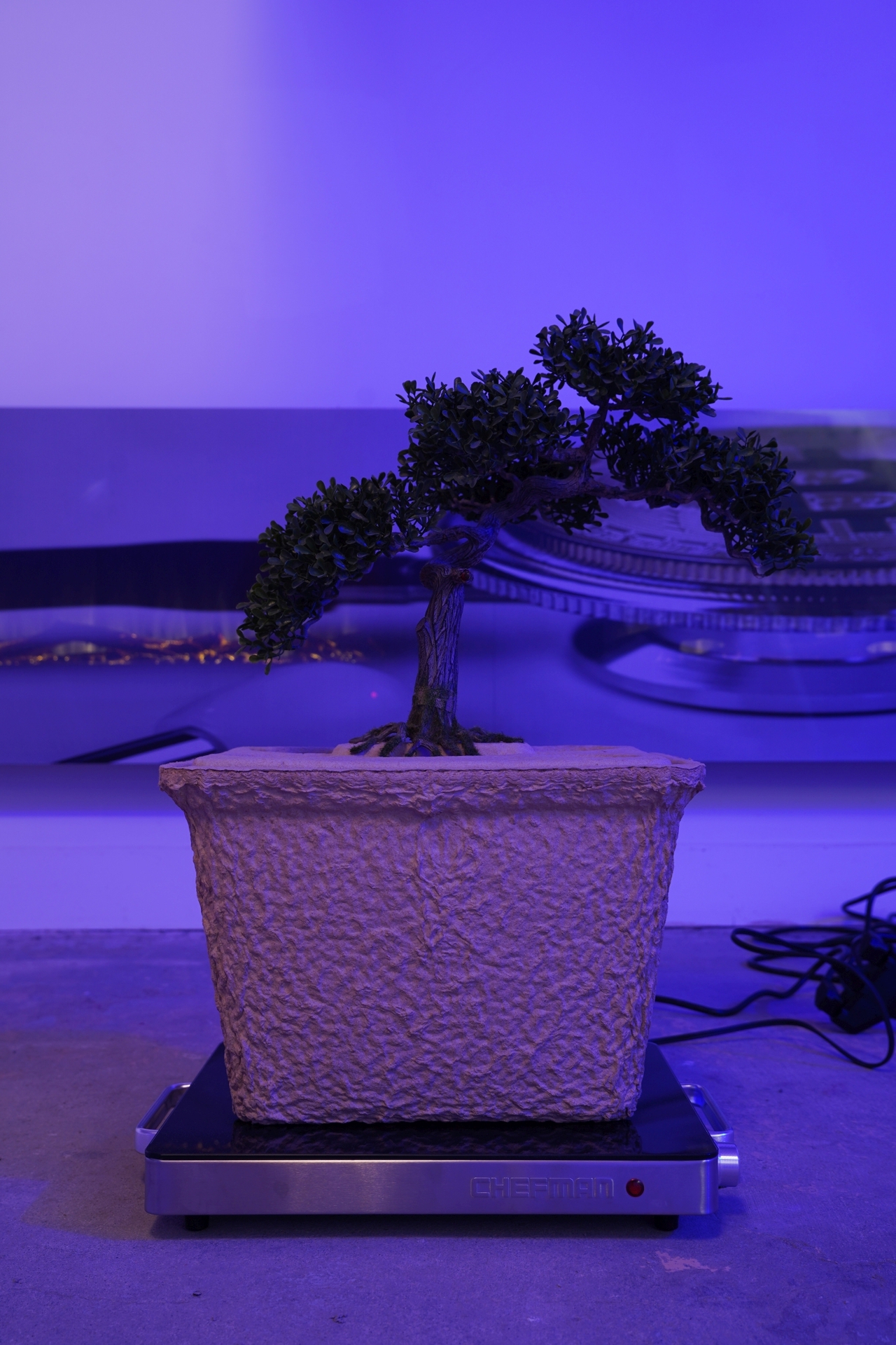 Graham Wiebe, Study for a Greener Burial, 2022, hot plate, compostable cooler, plastic bonsai tree, extension cord, 25x20x14 in