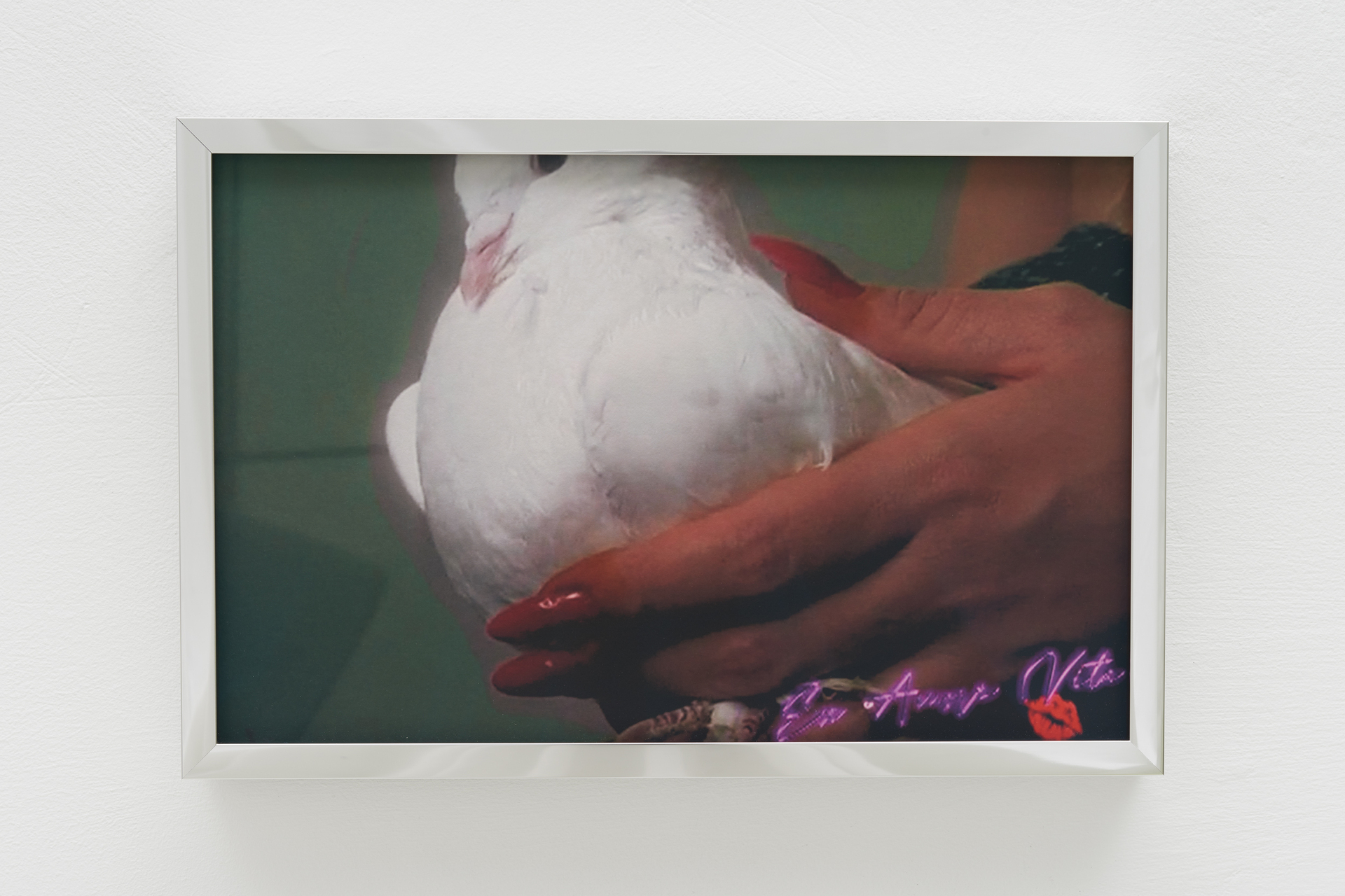 Shamiran Istifan, Wedding Dove, 2022, Giclée print, cotton rag paper, chrome frame, 20 x 30 x 2 cm. Courtesy the artist and Moarain House, London Photo: Theo Christelis