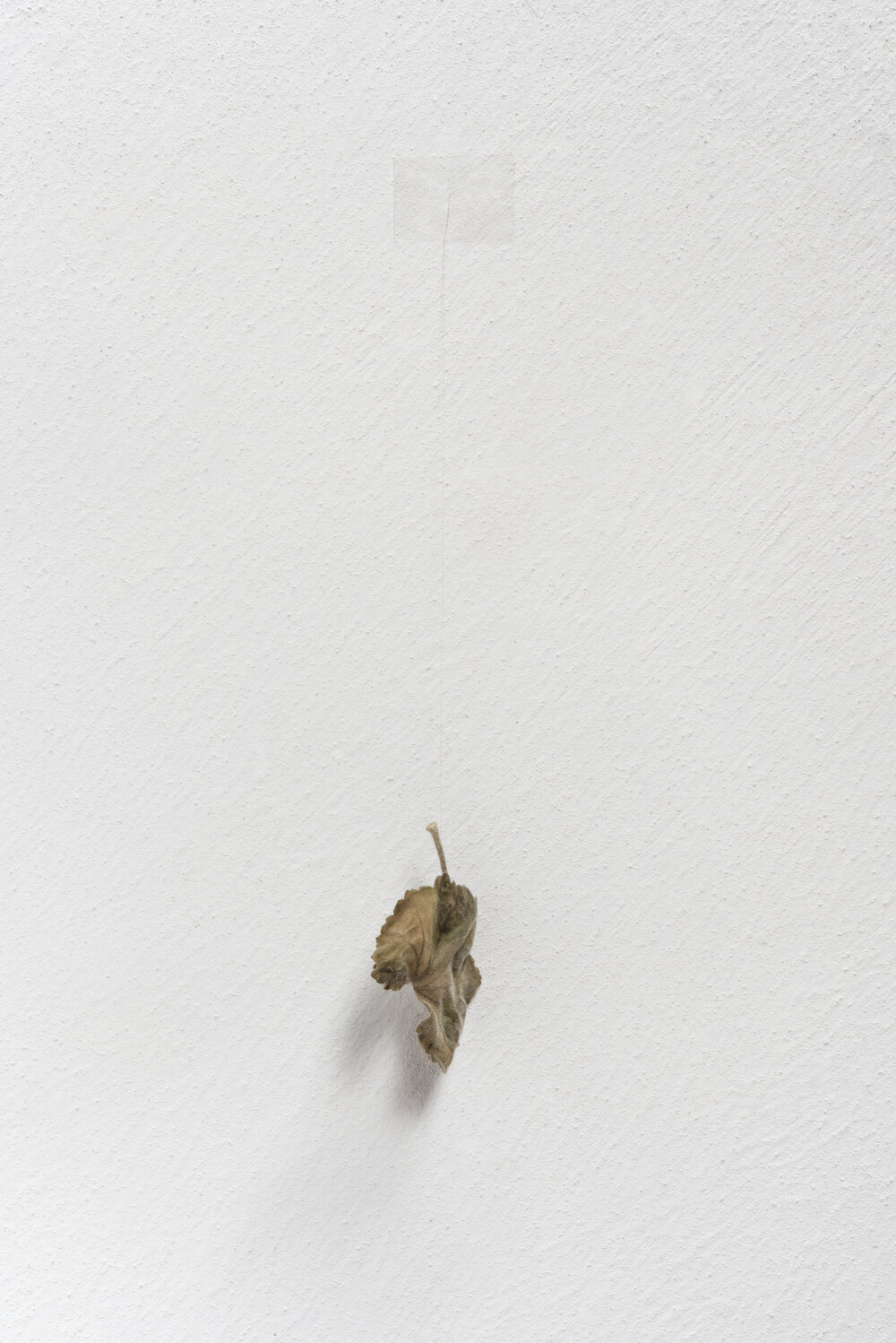 Philip Newcombe, Stolen at Dusk, 2016 Tape, hair from my head, a leaf never to have fallen to the ground Approx 23 x 6 cm 9 1/8 x 2 3/8 in