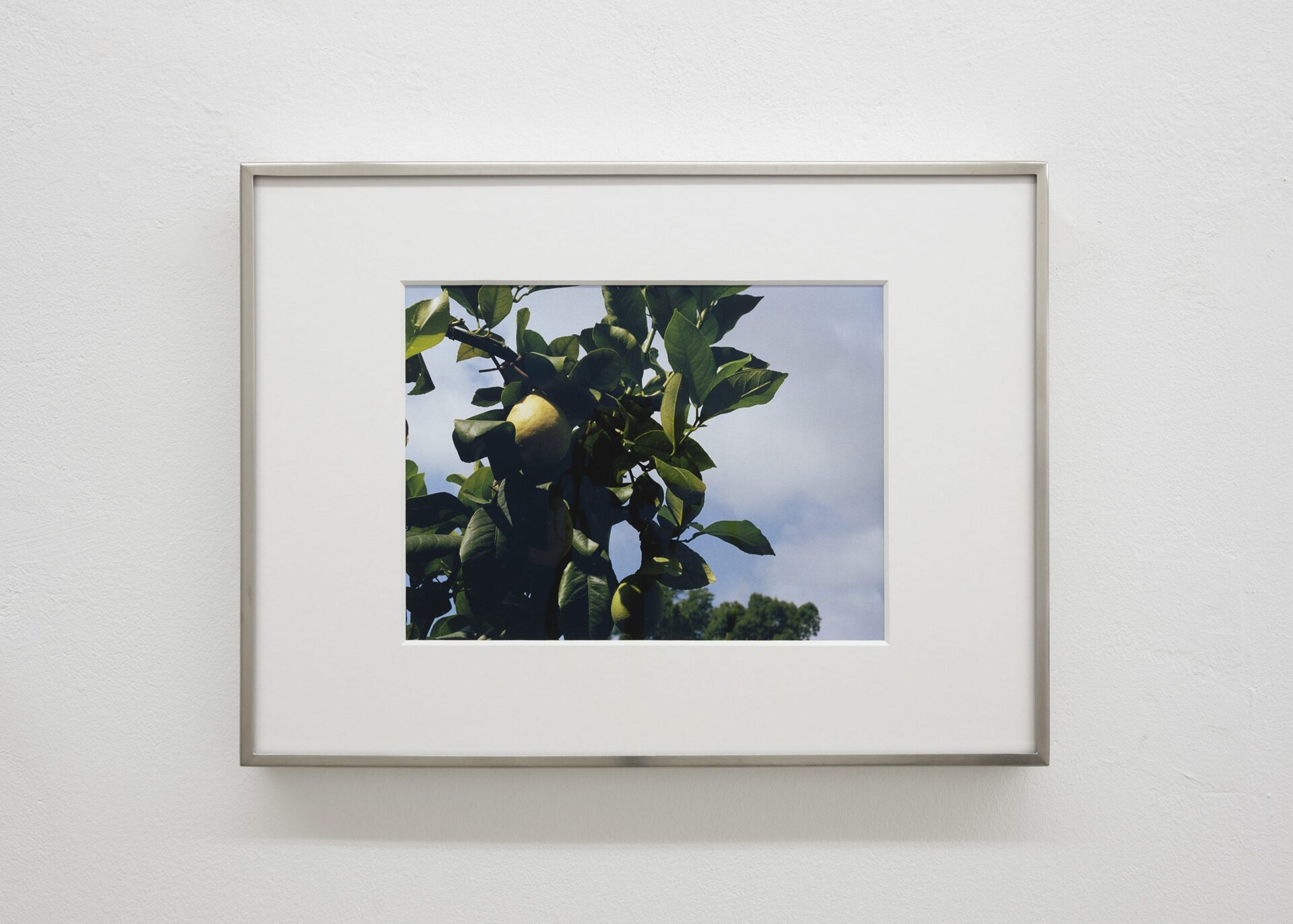 Daydreams (Limoni), 2022, Inkjet print, 30 x 40 cm