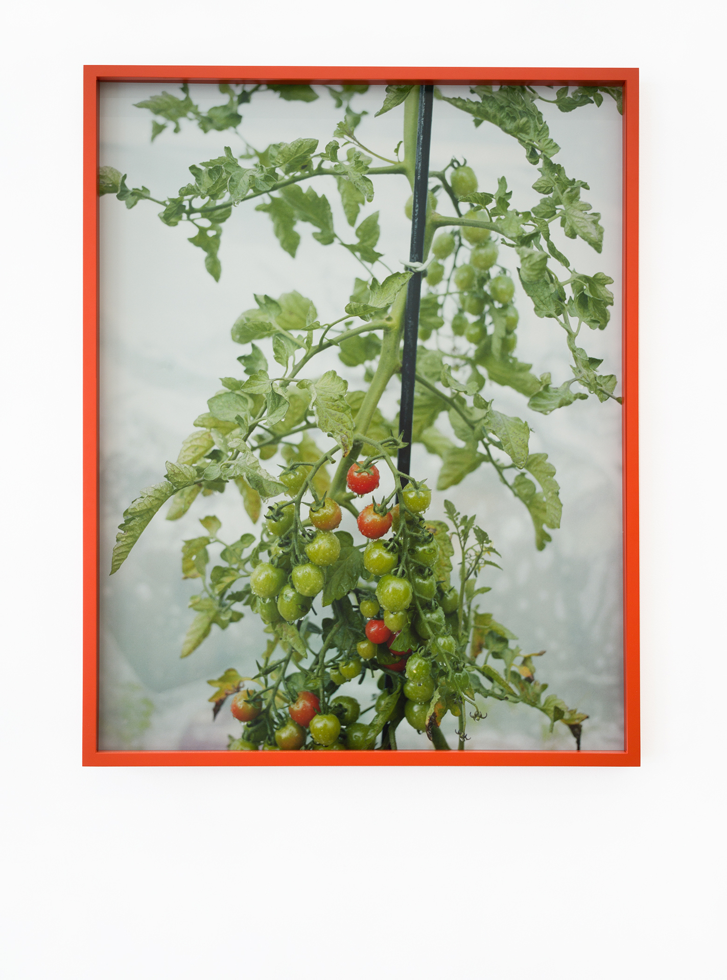 Hertta Kiiski, Tomato daughters, 2022 NOON Projects Photo print on Hahnemühle Fine Art Baryta Satin 300gsm, mounted on aluminium. In Artist’s Frame, Beech Vermilion Frame with Museum Glass 31 1⁄2 × 24 1⁄4 In (80.2 × 64.2 cm)