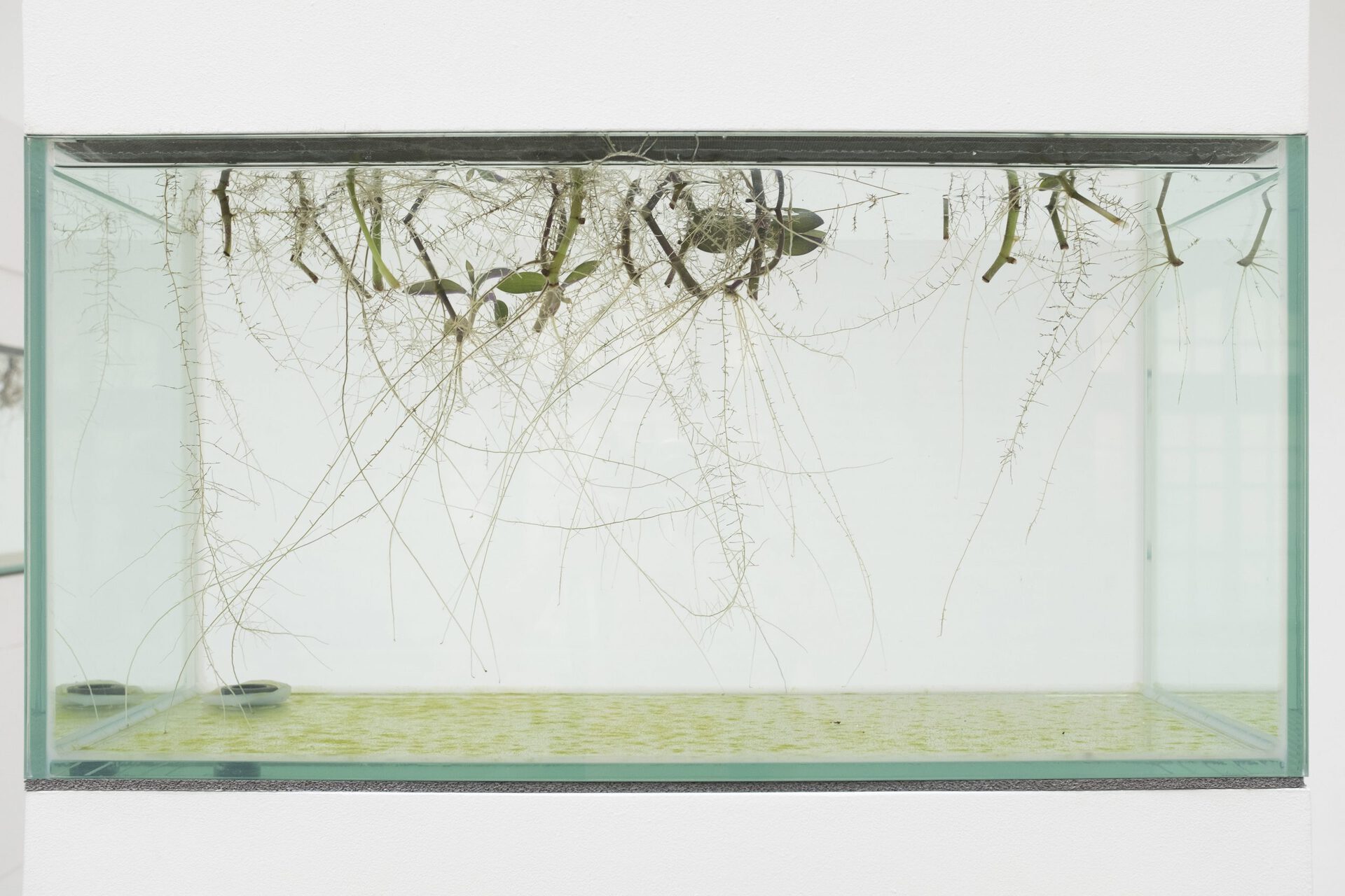 Michal Fuchs, Der Wanderer, 2019-20, Wooden pedestals, glass basins, water, plants