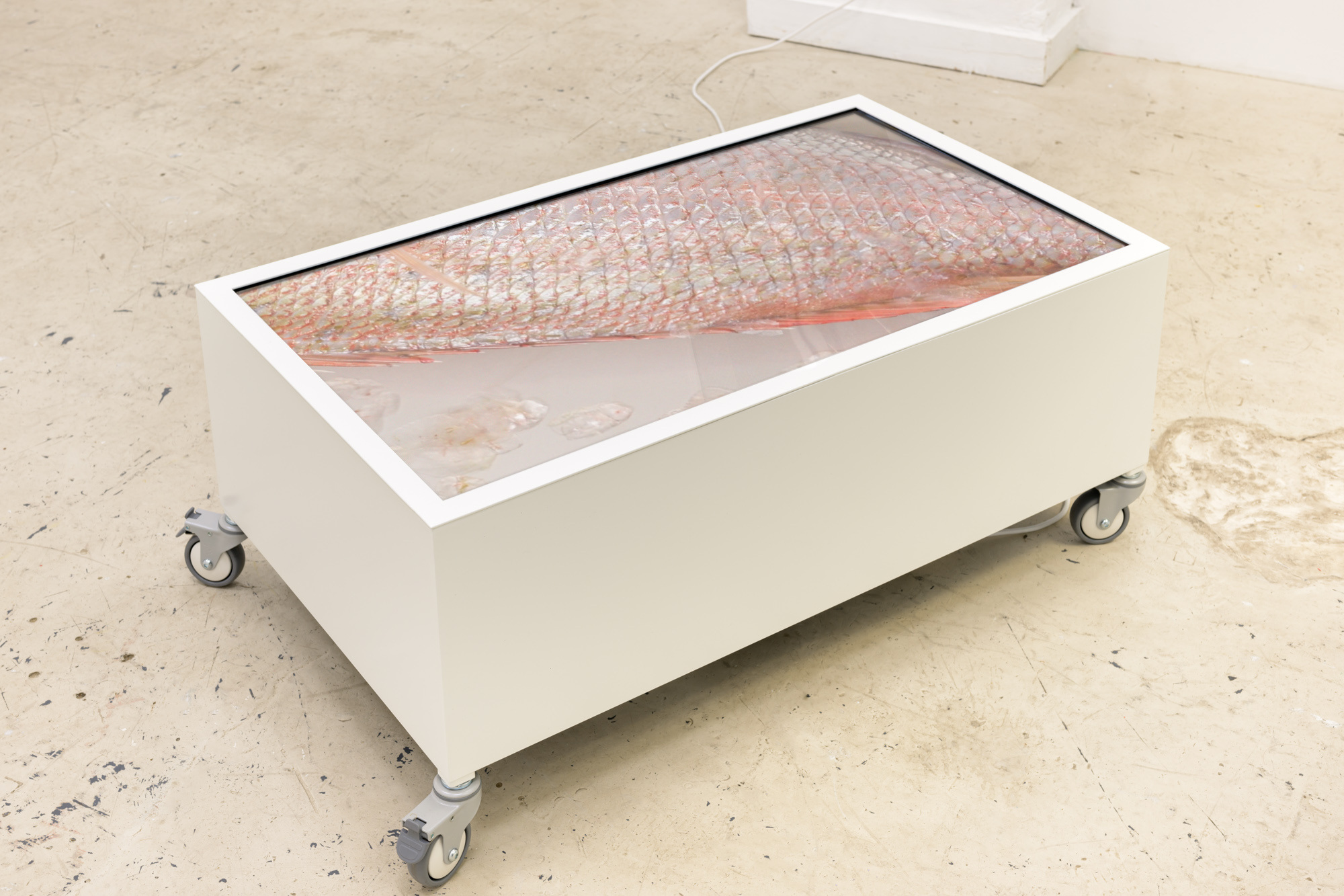Scintigraphy, 2022. HD video, LED TV, stereo sound, custom steel plinth, castors.