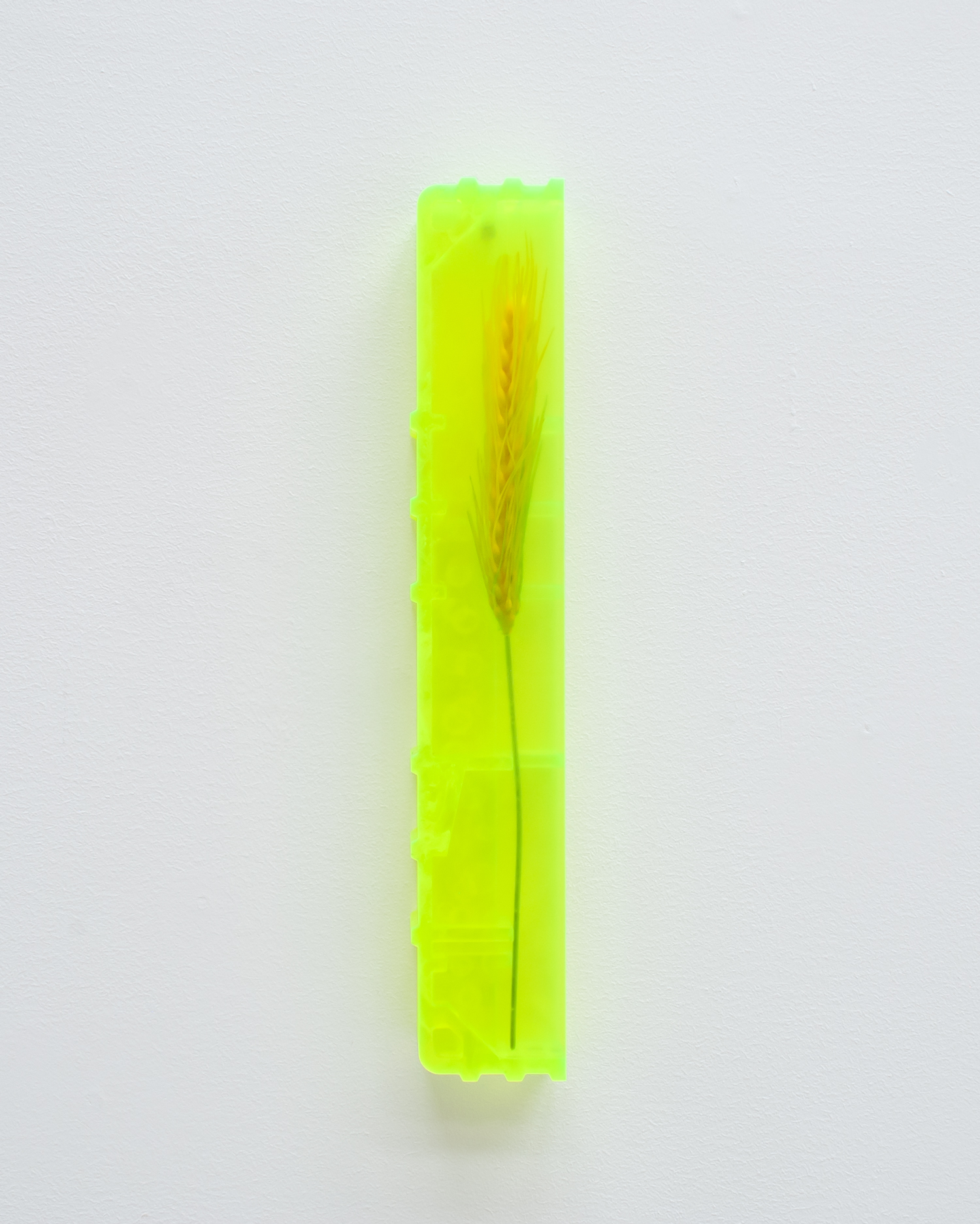 Untitled, 2022, Perspex, artificial wheat 35x6.5x3.5cm
