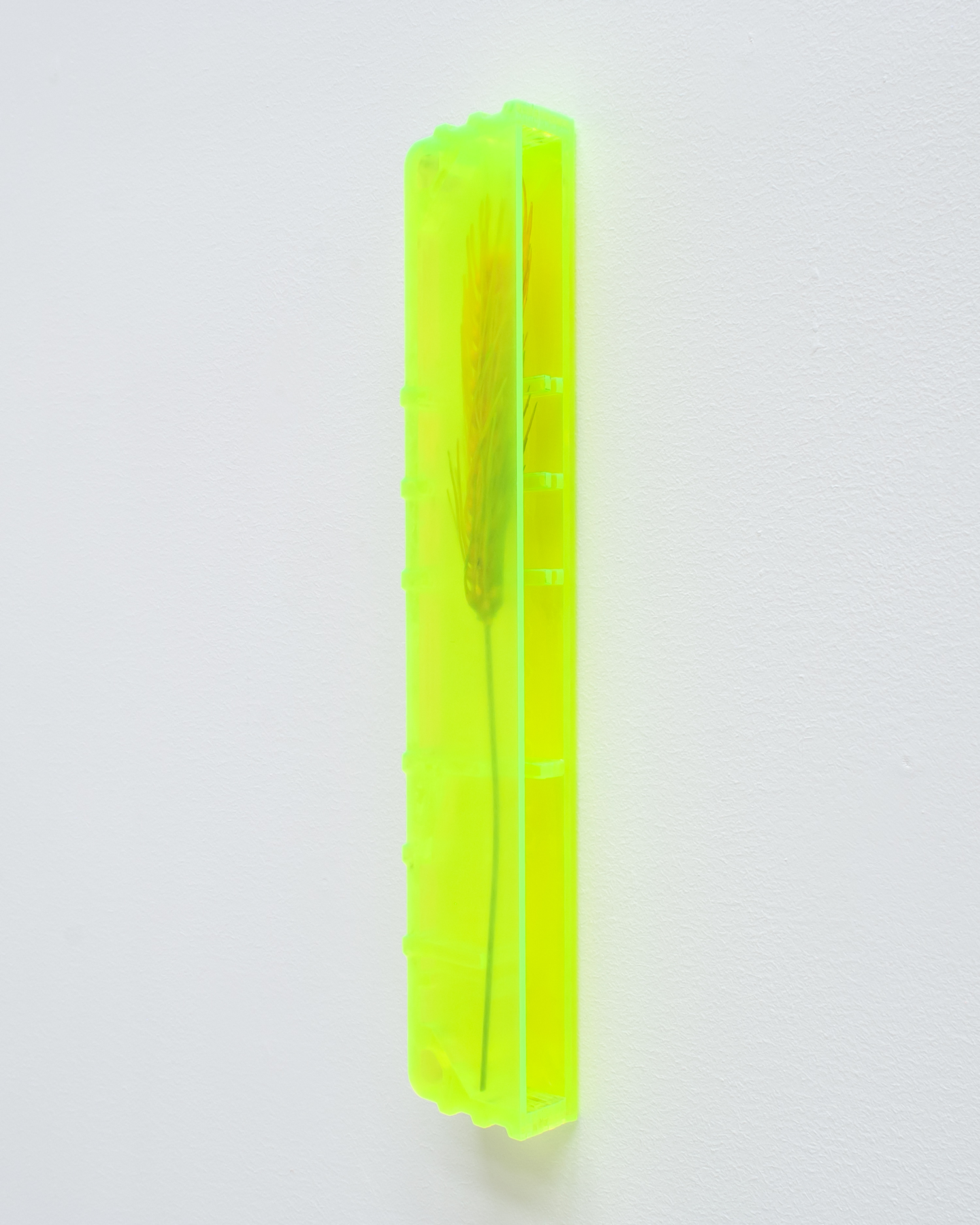 Untitled, 2022, Perspex, artificial wheat 35x6.5x3.5cm