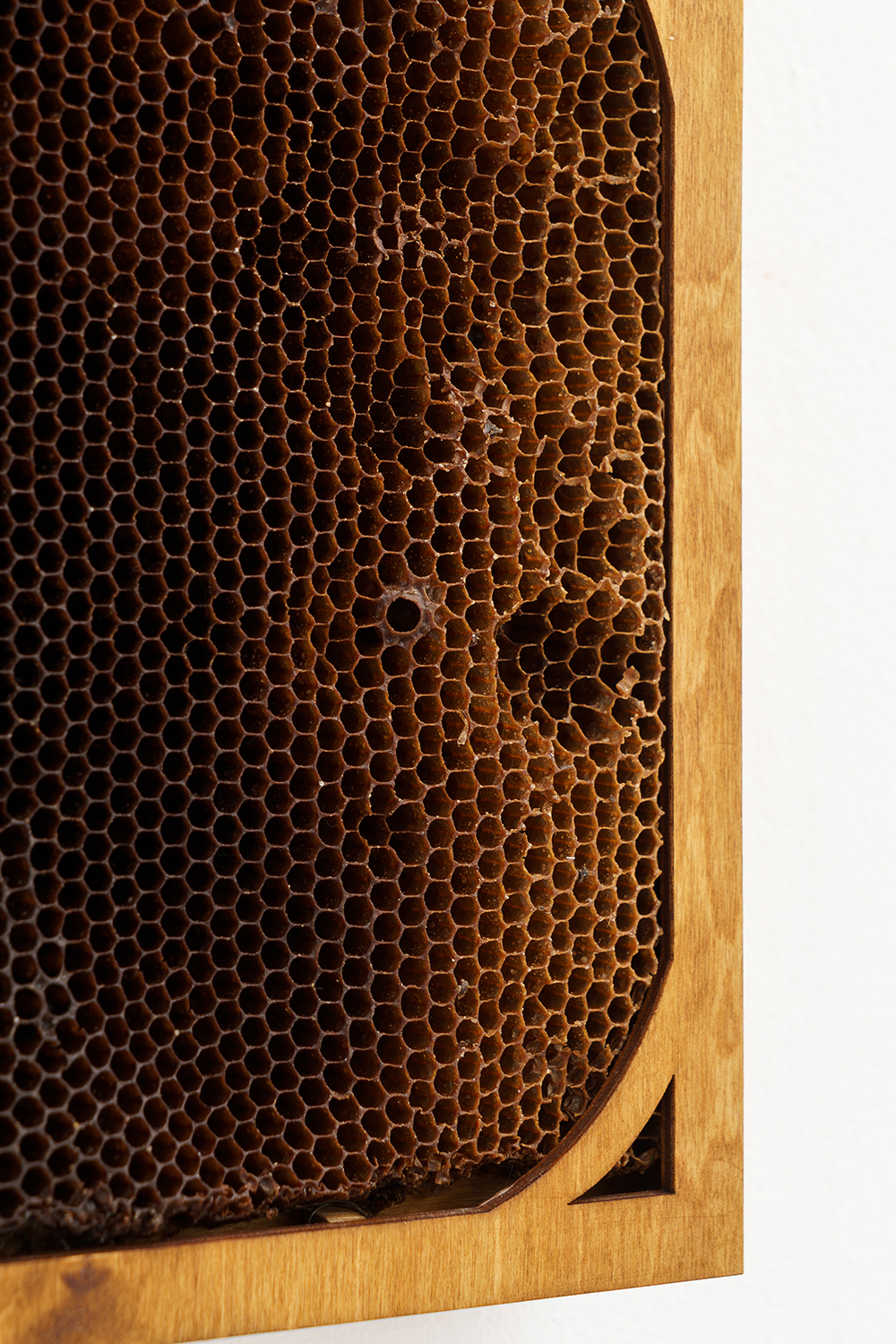 ‘Wild Rumor’, 2022, ink, linden, plywood, honeycombs, 38x25x6 cm (Details)
