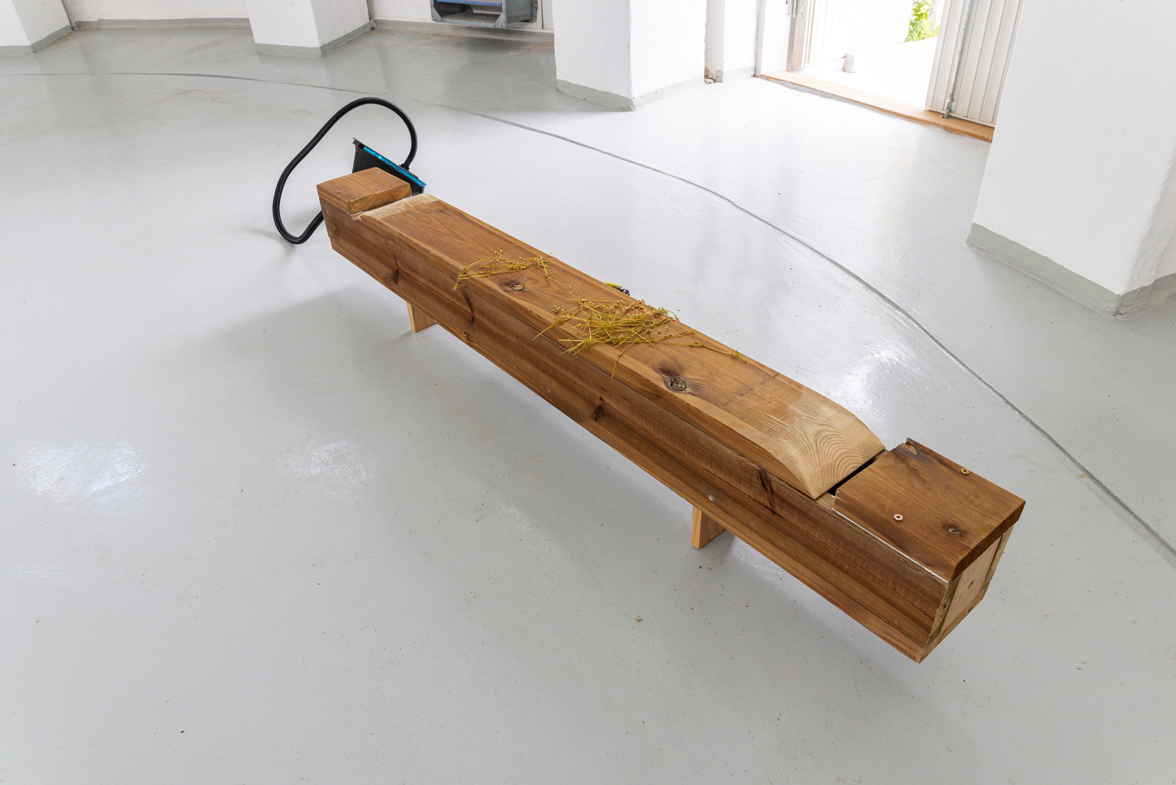 Jani Anders Purhonen: Thoughts, 2022; Petals, cottonwood/willow/rowan flue pipes; 
Special thanks to Eeva Rönkä