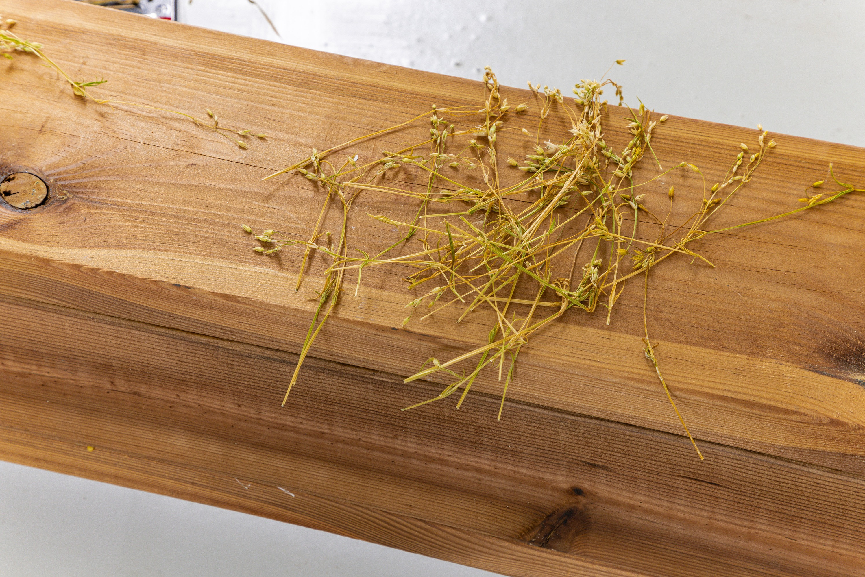 Jani Anders Purhonen: Thoughts, 2022; Petals, cottonwood/willow/rowan flue pipes; 
Special thanks to Eeva Rönkä