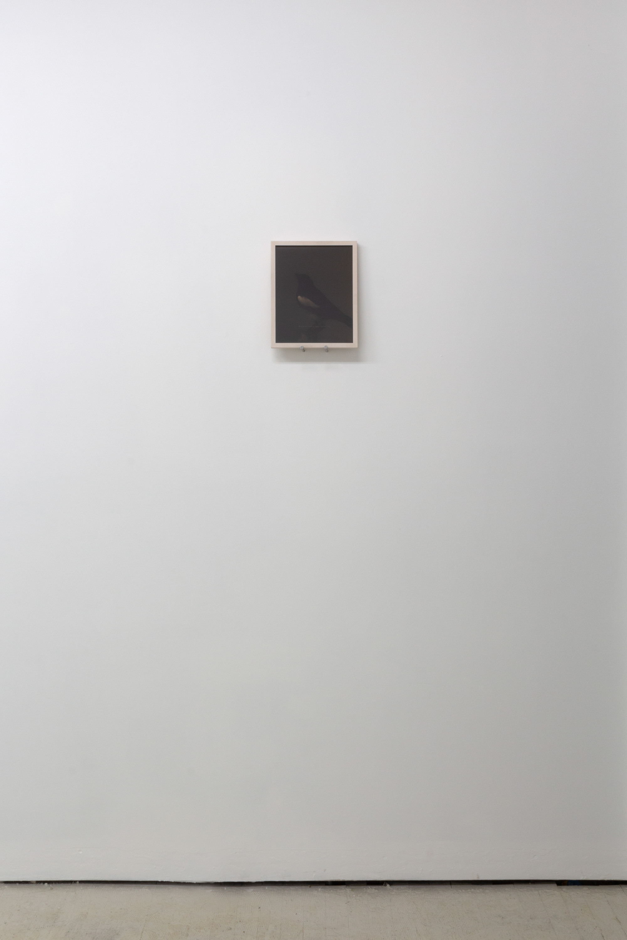 Boz Deseo Garden, An Auditor; Documentation of Patricia Decker’s Taxidermy Magpie, 2022, Archival inkjet print, etched acrylic, 8 x 10 in (9.25 x 11.25 x 1.5 in framed), Edition of 5