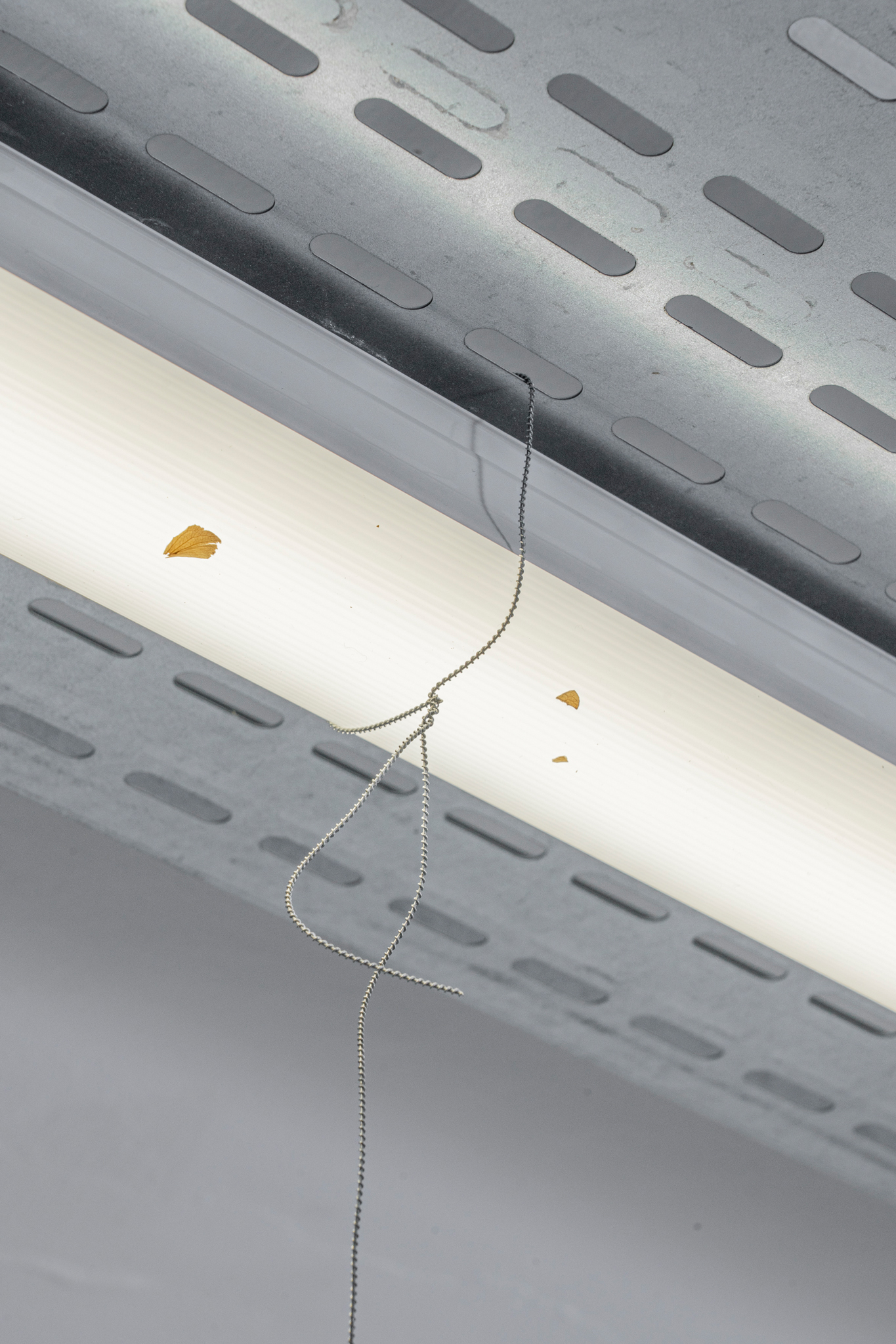 RenĂ© Stiegler, Donât Bother, 2022, Variable Dimensions, Dried Flowers, Binding Wire, Neon Light Tubes