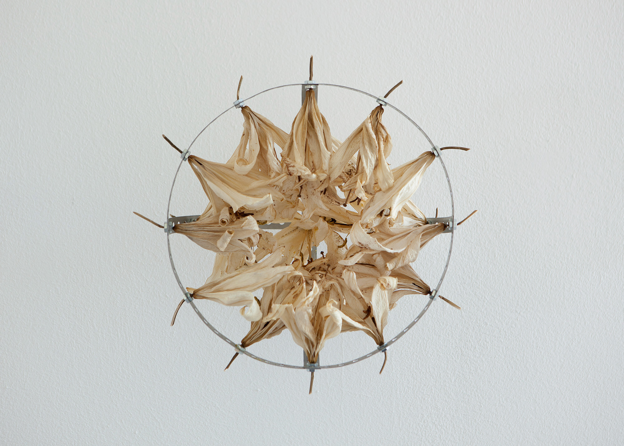 Julian Siffert, Spring without flowers, 2022, dried white lilies, perforated tape, 32 Ă 32 Ă 15 cm