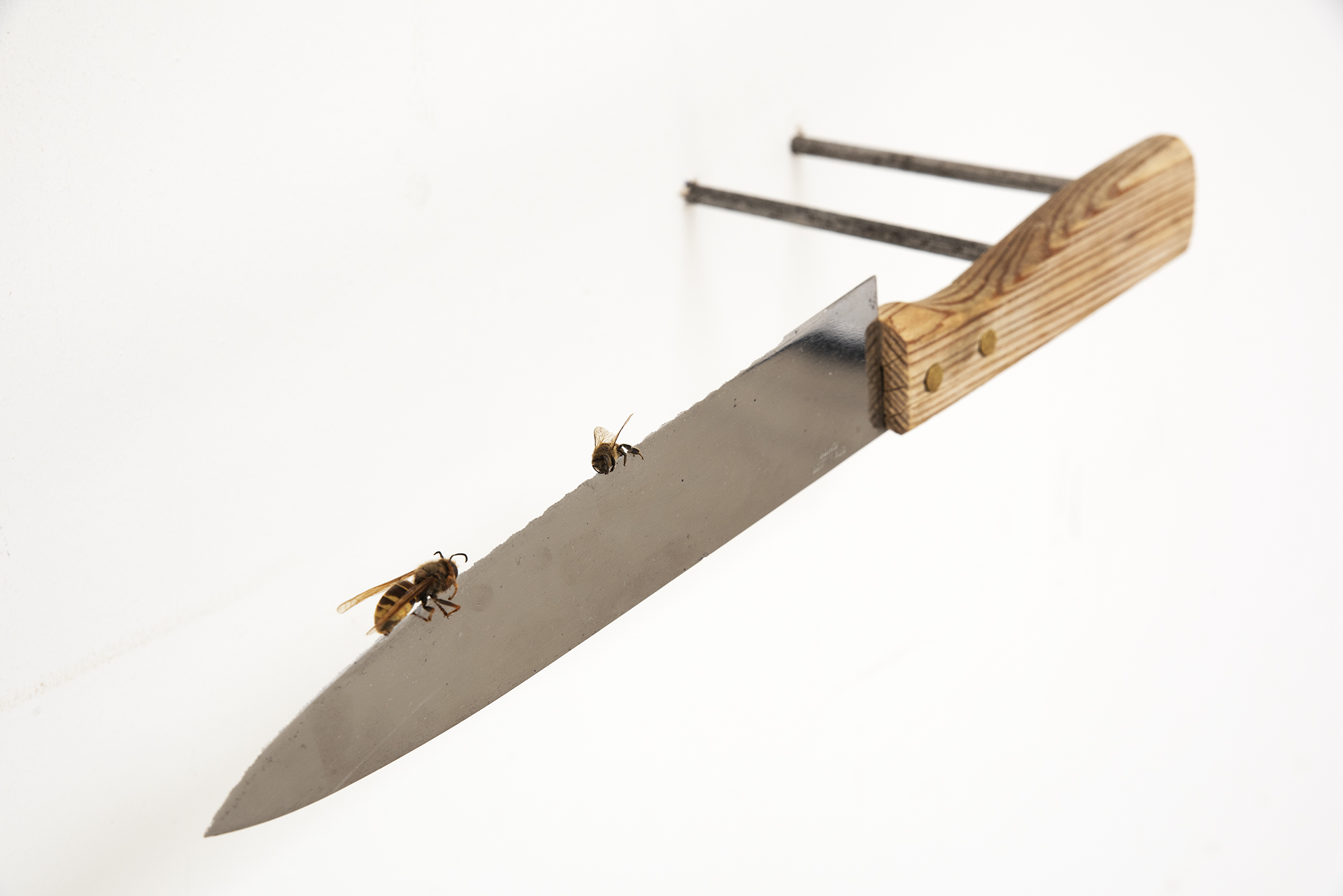 Vincent Scheers, wasp and bee on knife (2022), wasp, bee, knife, metal. 