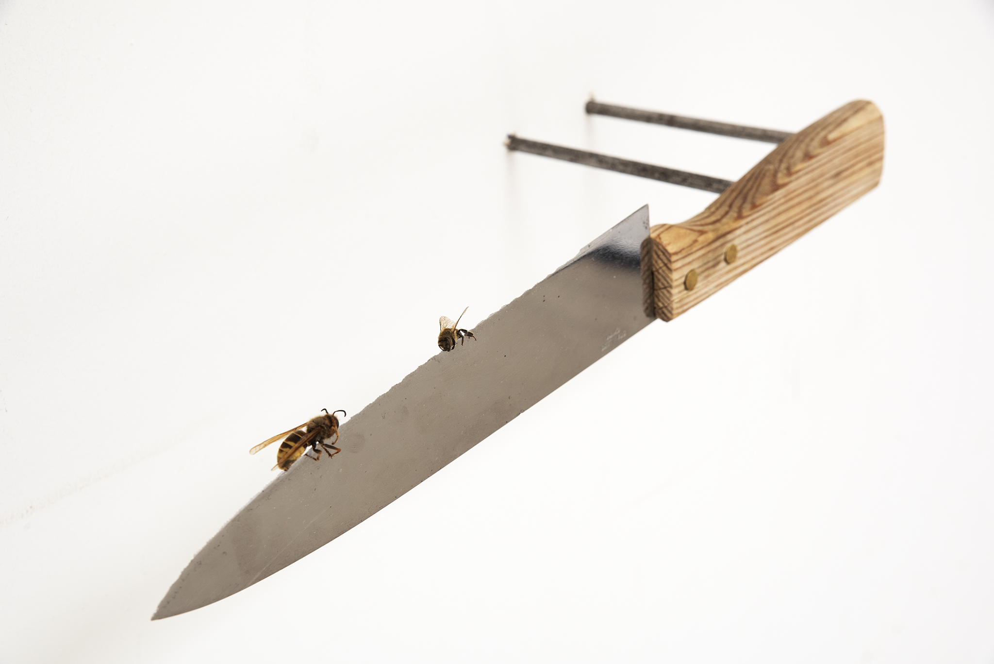 Vincent Scheers, wasp and bee on knife (2022), wasp, bee, knife, metal.