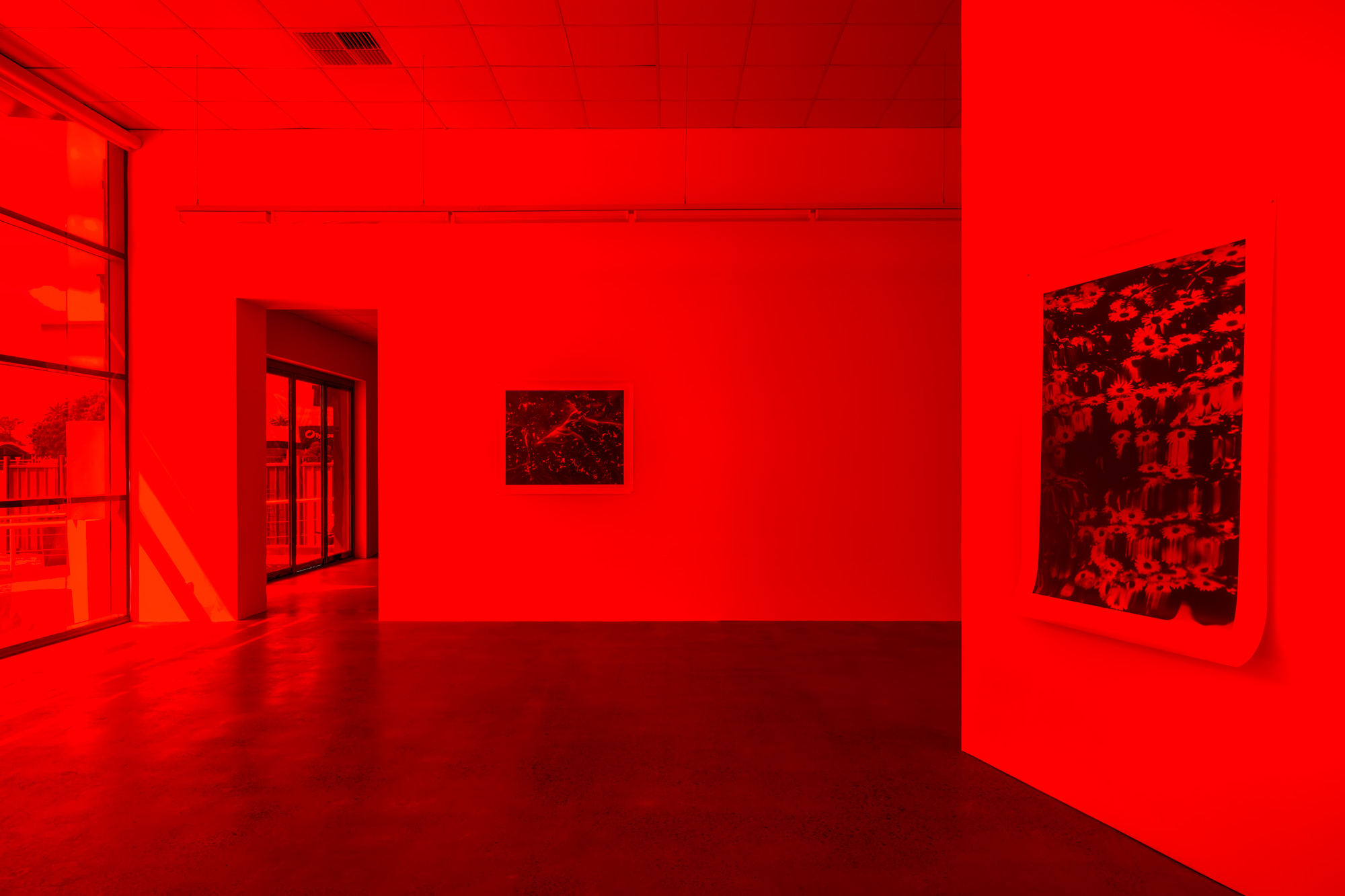 Primary red photo gel, custom wall, silver gelatine photographs: ‘Sleep Walker’, 100 x 80cm, 'Falling window' 120 x 100cm.