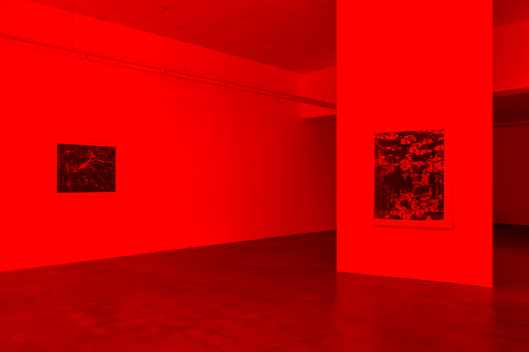 Primary red photo gel, custom wall, silver gelatine photographs: ‘Sleep Walker’, 100 x 80cm, 'Falling window' 120 x 100cm.