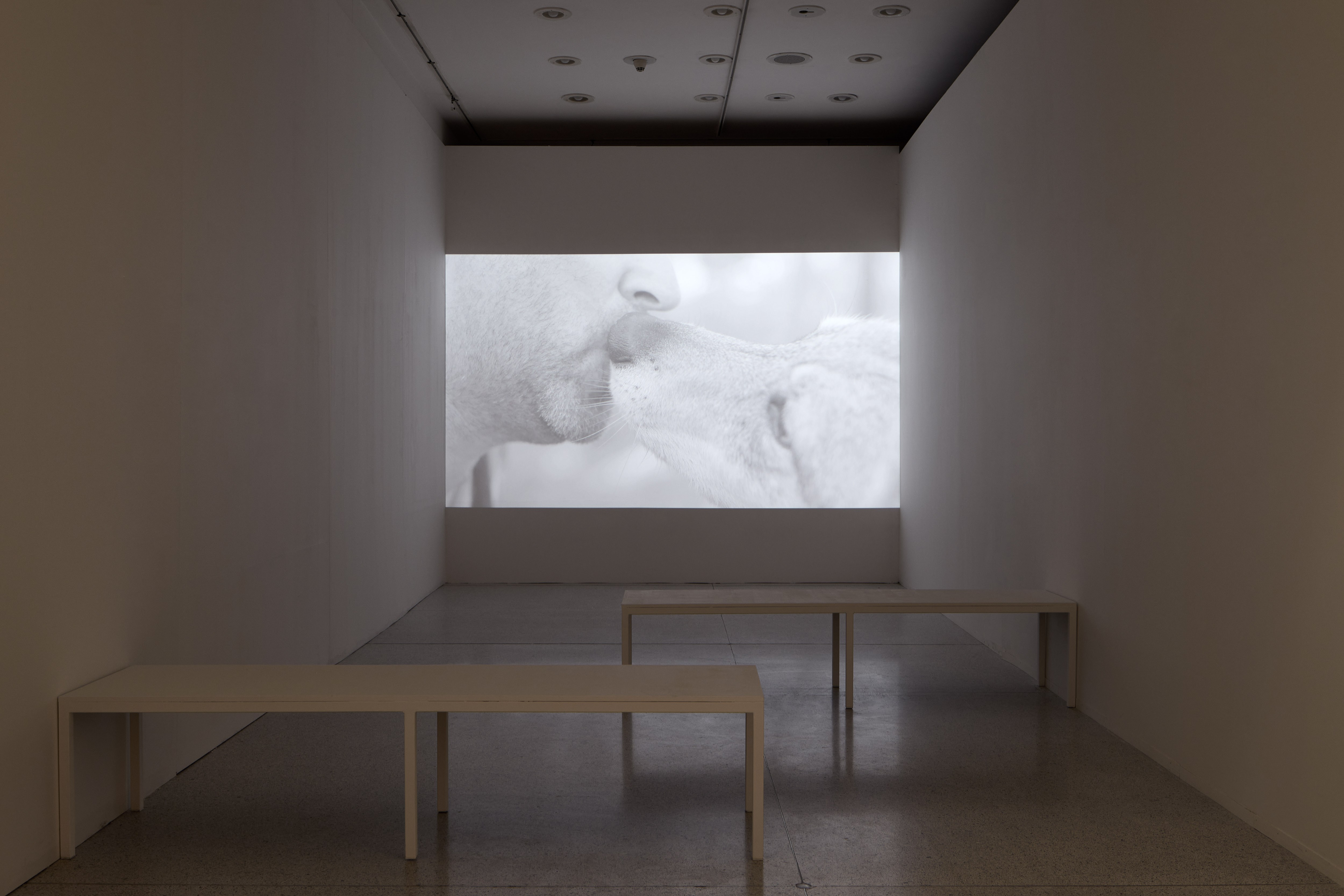 David Přílučík: Breed, 4K video installation, 22‘