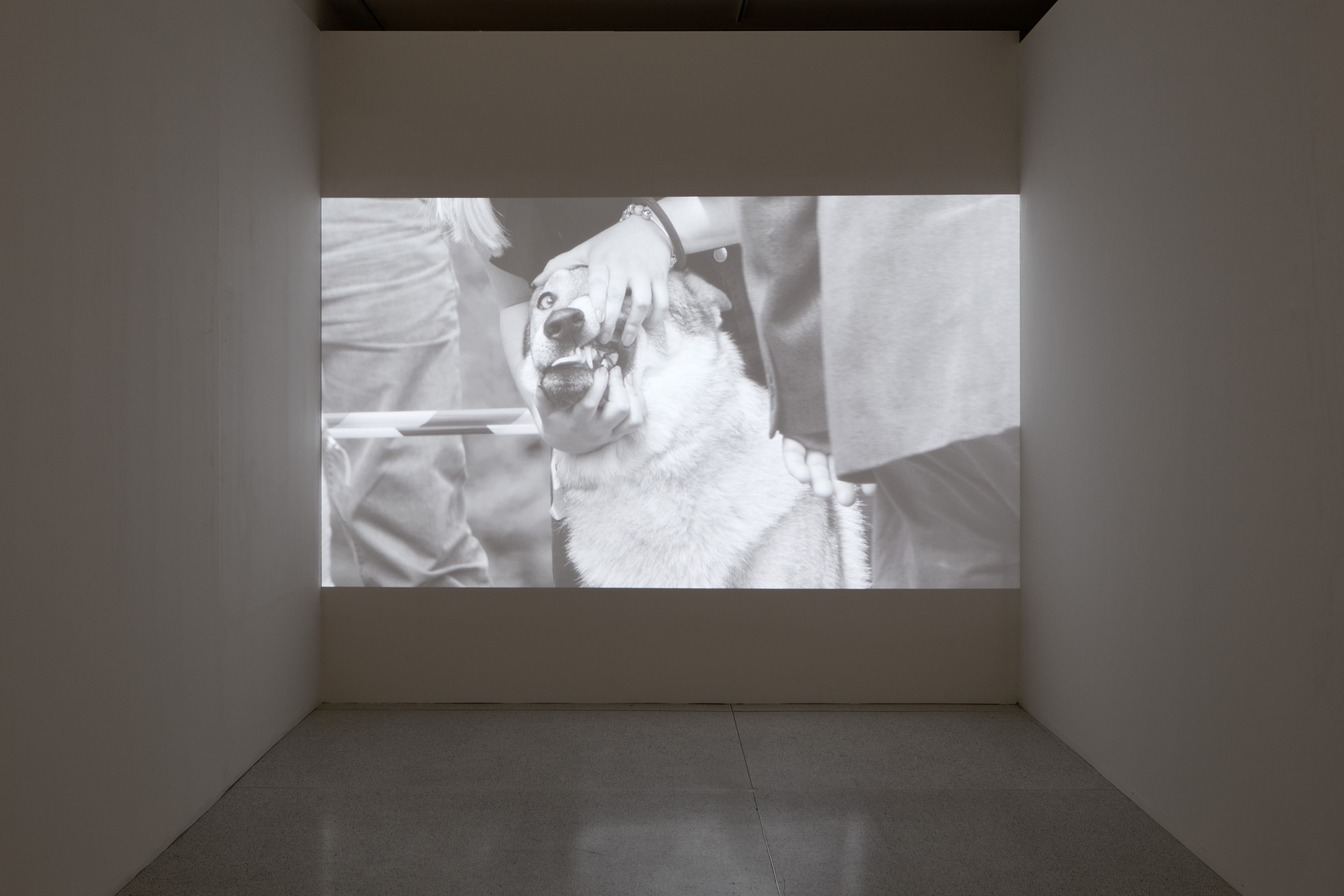 David Přílučík: Breed, 4K video installation, 22‘
