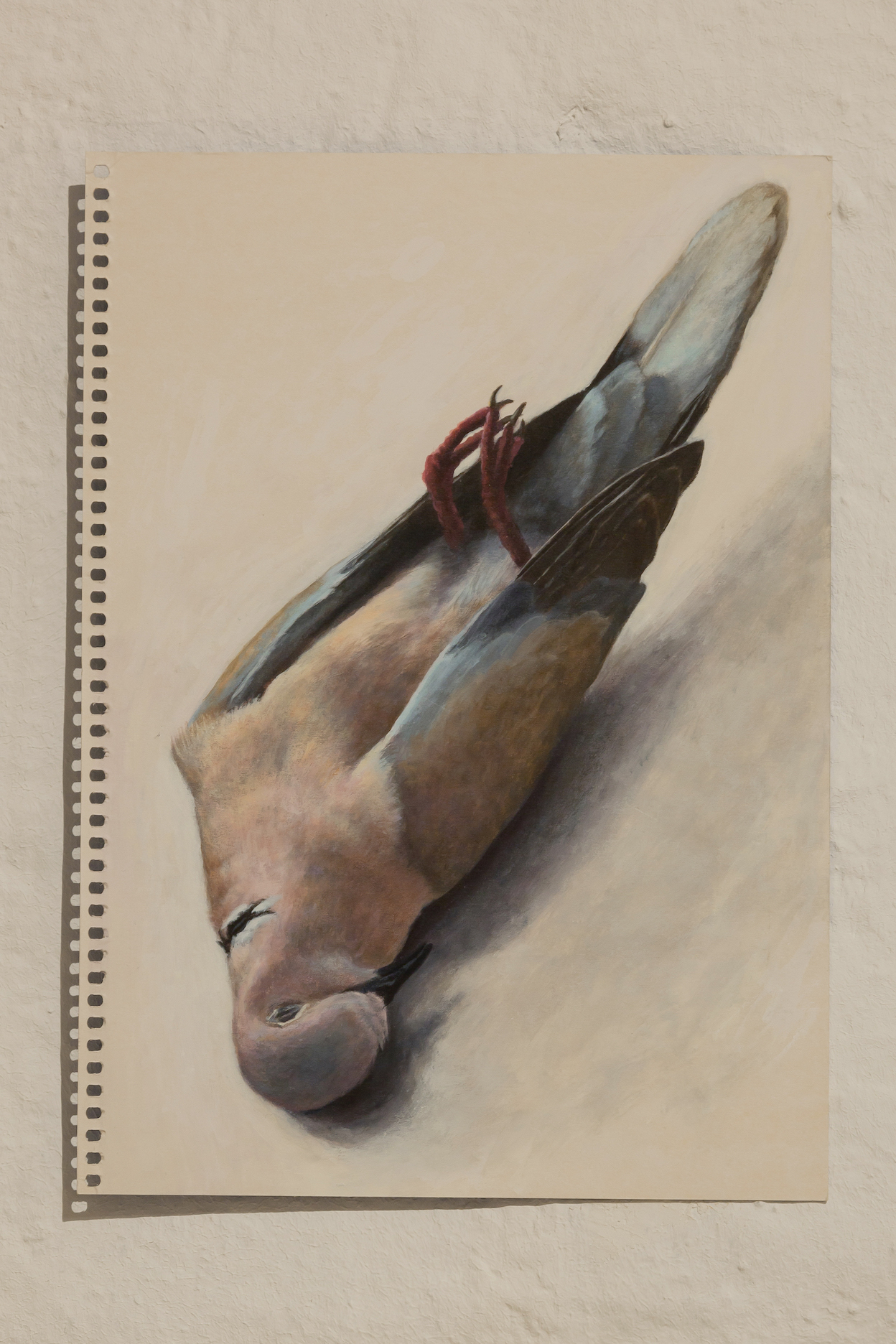 Louise Sartor, Tourterelle turque, 2022, acrylic on cardboard, 29.6 x 21cm, unique.  