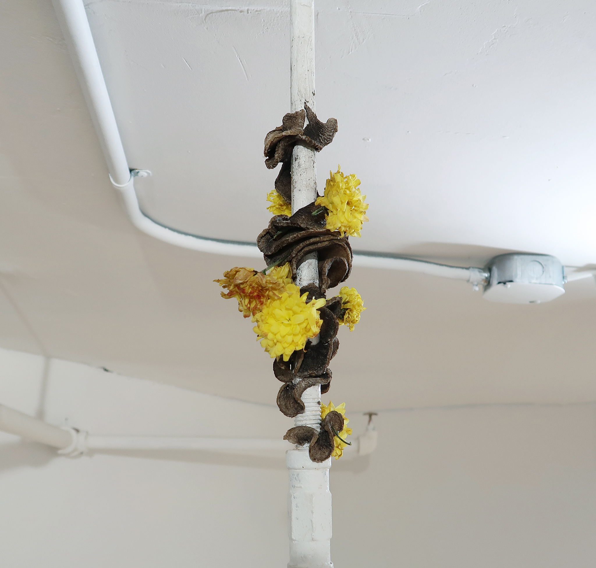 Umico Niwa, Spiral Series: Untitled #2, Potato and foraged flowers, 2022