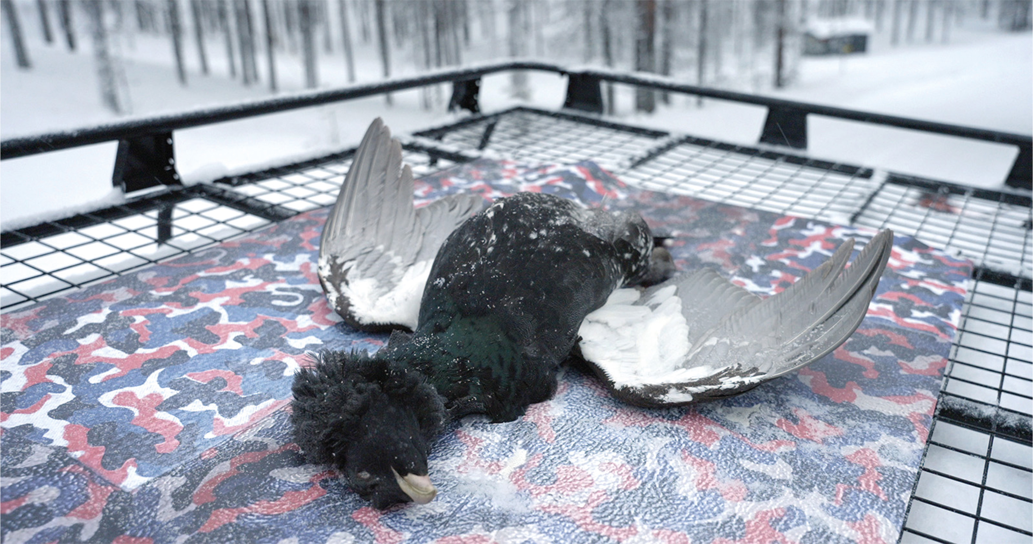 Veronika Dräxler, Traces of Life / How to Kill (Part 1), 2022, 5 min, Two-channel video installation, video still.