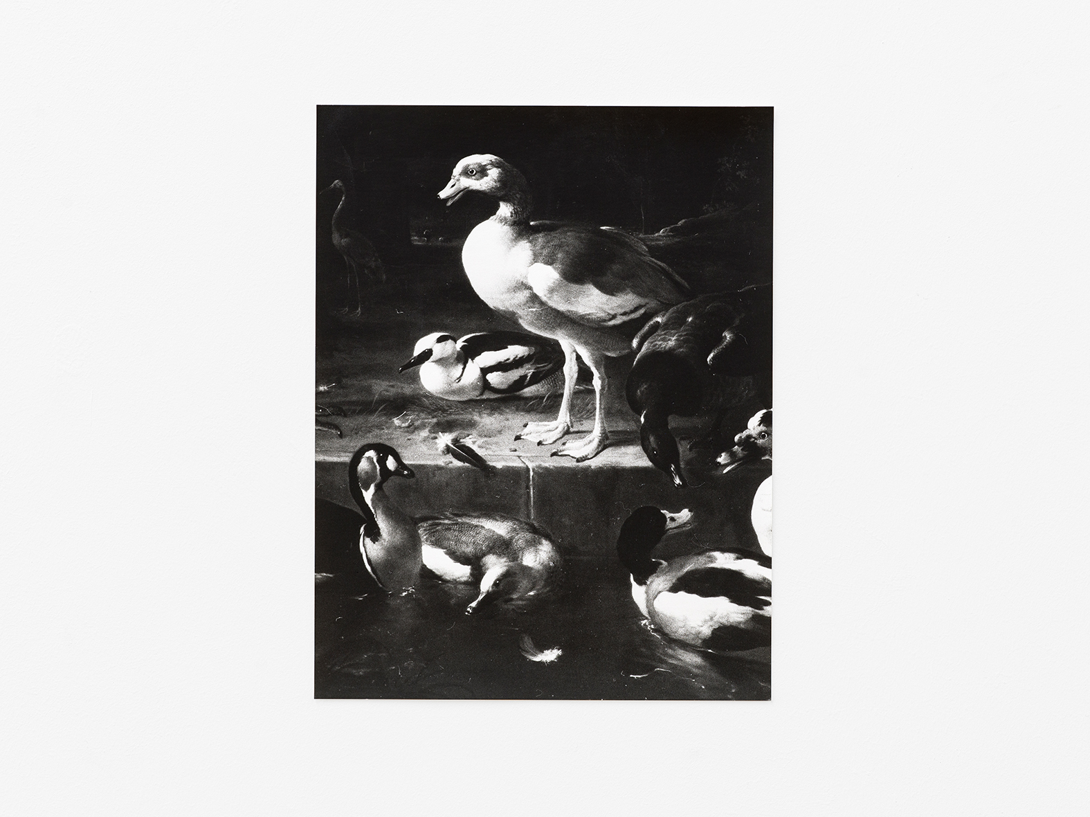 Jochen Lempert, Waterfowl, Gelatin silver print on baryta paper, 27 Ă 20.5 cm, 2017 / Photo: Cedric Mussano /  Courtesy of the artist, Kirchgasse, Steckborn and ProjecteSD, Barcelona