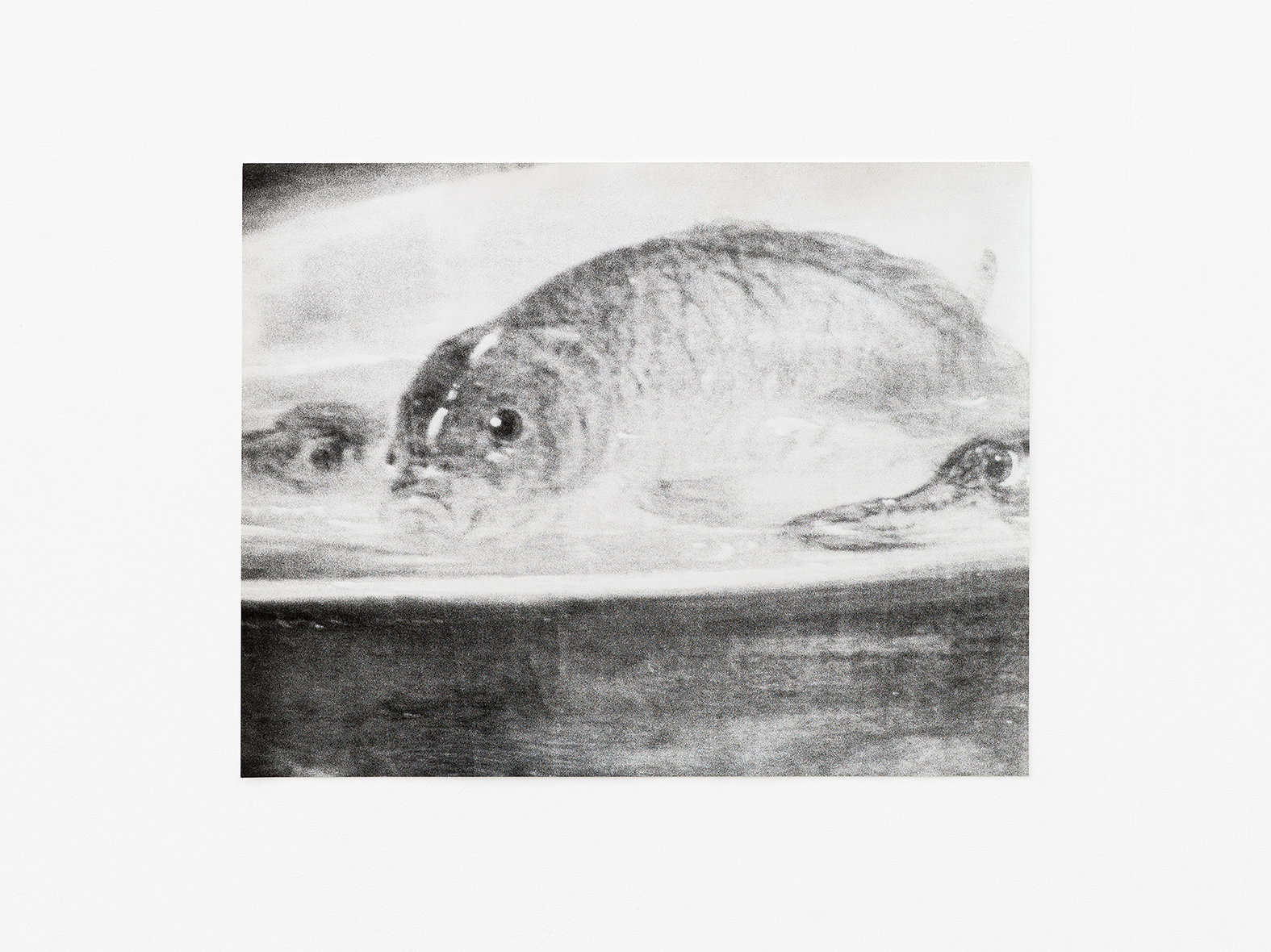 Jochen Lempert, Fish, Gelatin silver print on baryta paper, 23.5 Ã— 30 cm, Edition 1/5, 2022 / Photo: Cedric Mussano /  Courtesy of the artist, Kirchgasse, Steckborn and ProjecteSD, Barcelona 