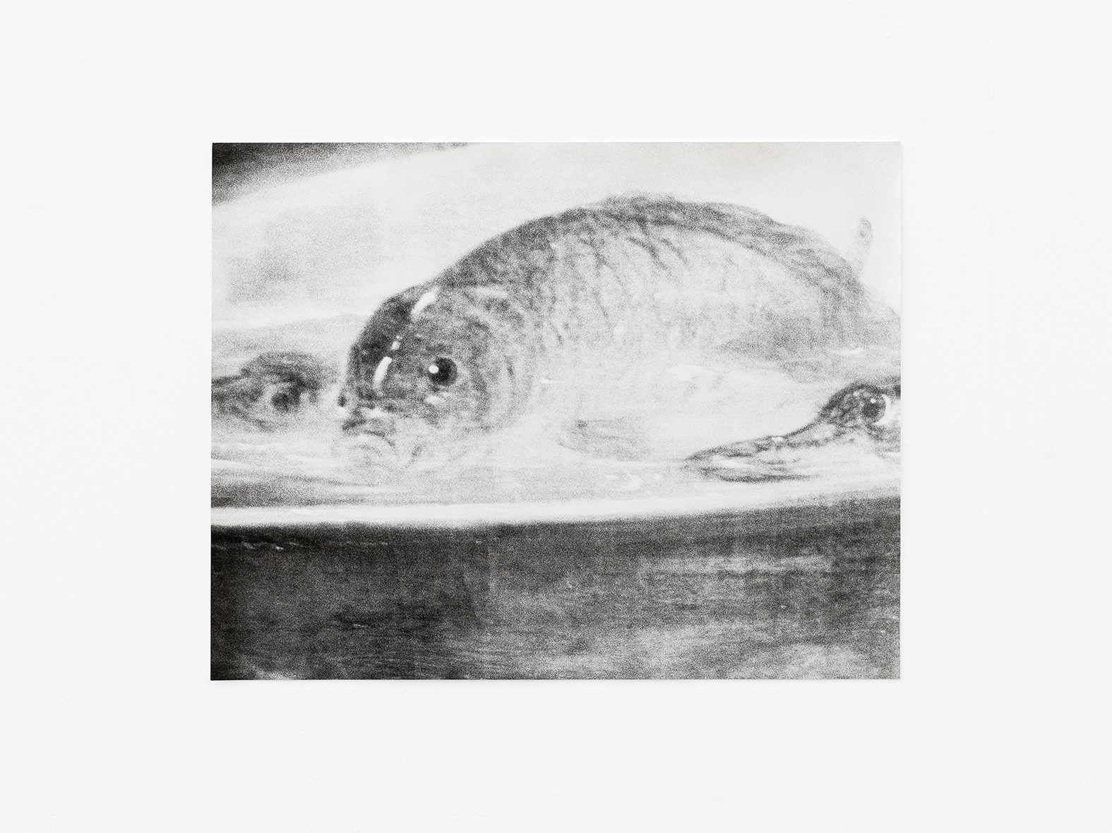 Jochen Lempert, Fish, Gelatin silver print on baryta paper, 23.5 Ă 30 cm, Edition 1/5, 2022 / Photo: Cedric Mussano /  Courtesy of the artist, Kirchgasse, Steckborn and ProjecteSD, Barcelona