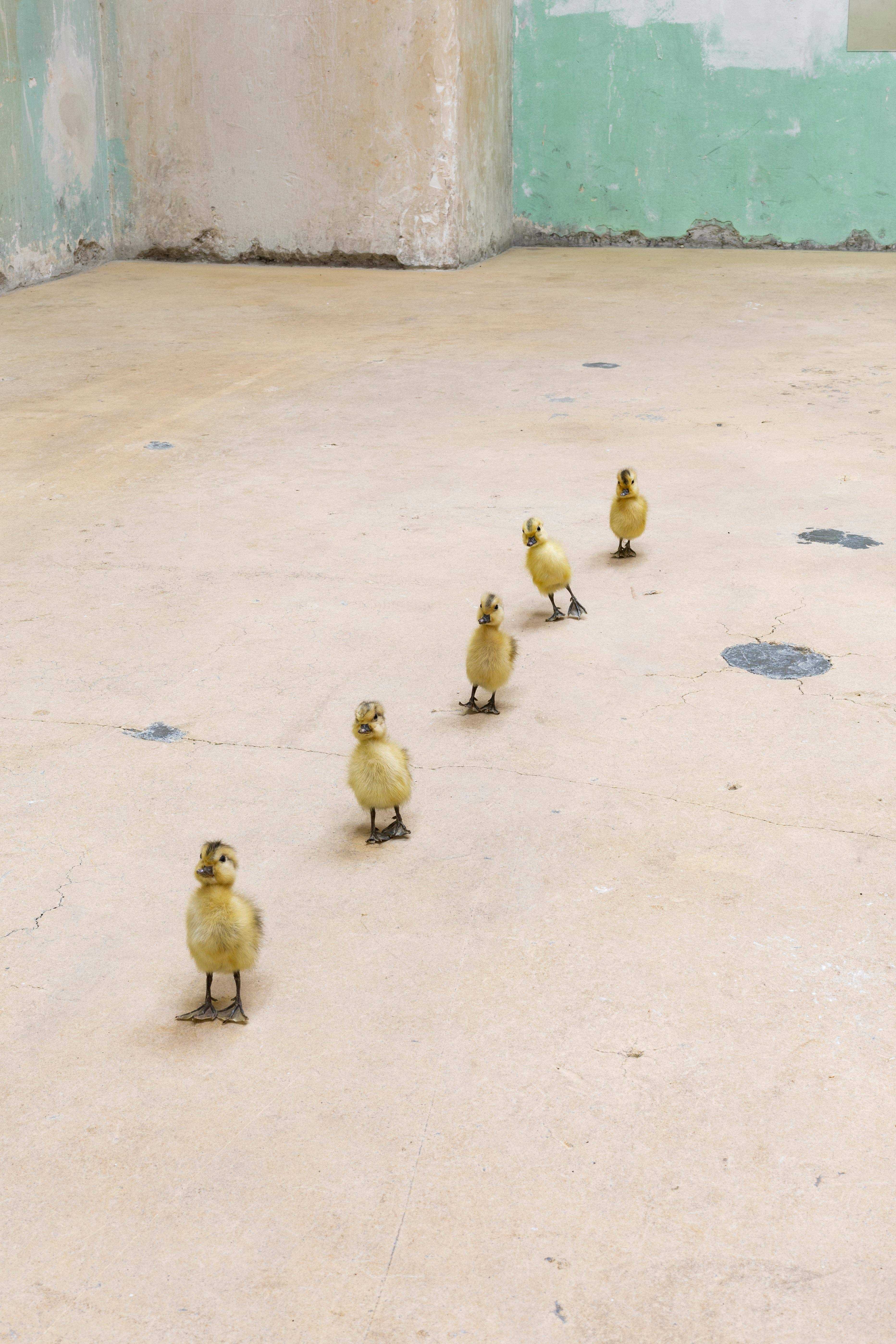 U will always be my disobedient boy taxidermy ducklings, mirrors, 120 x 10 x 4 cm, 2022